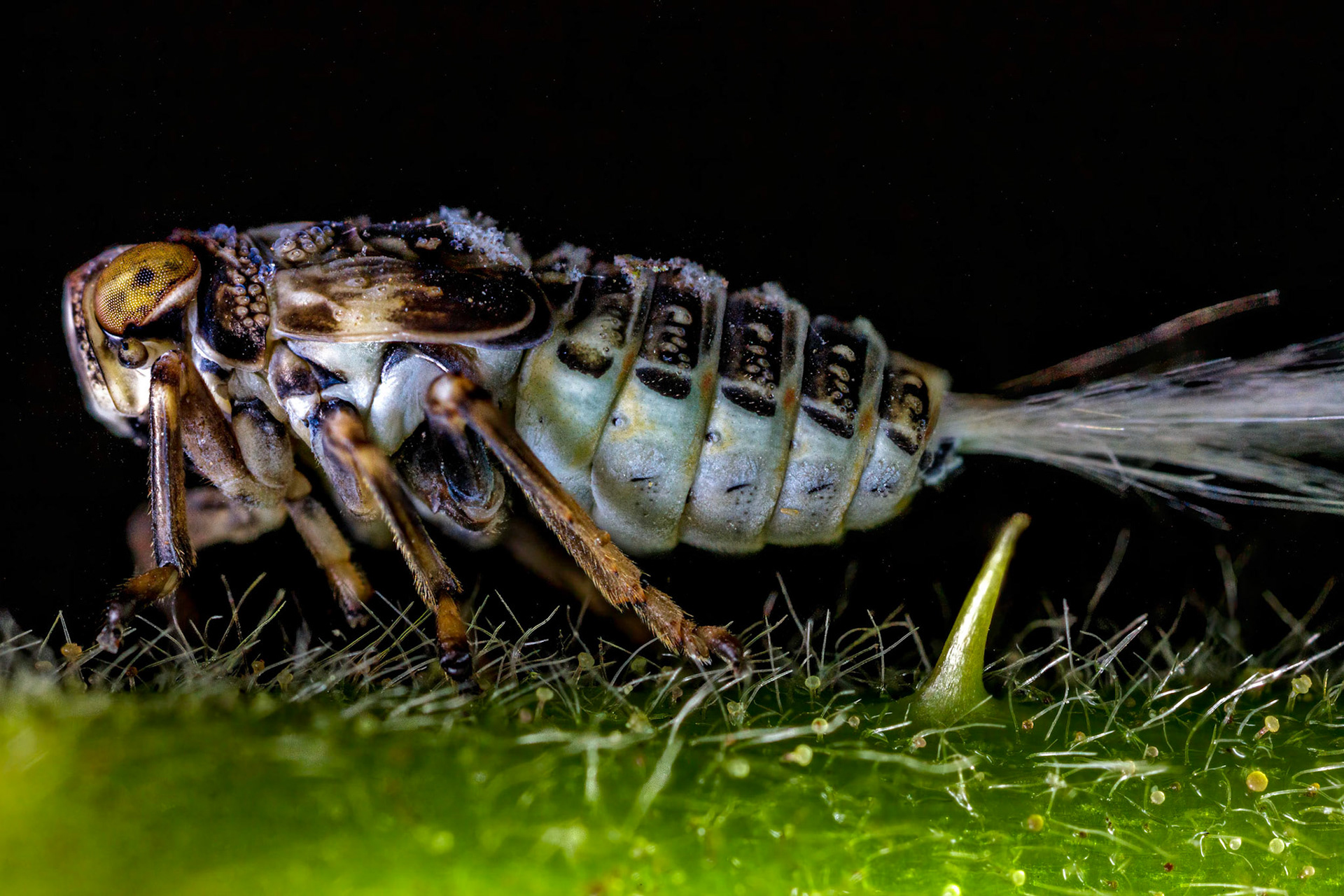 Issus coleoptratus Nymph (Issus coleoptratus)