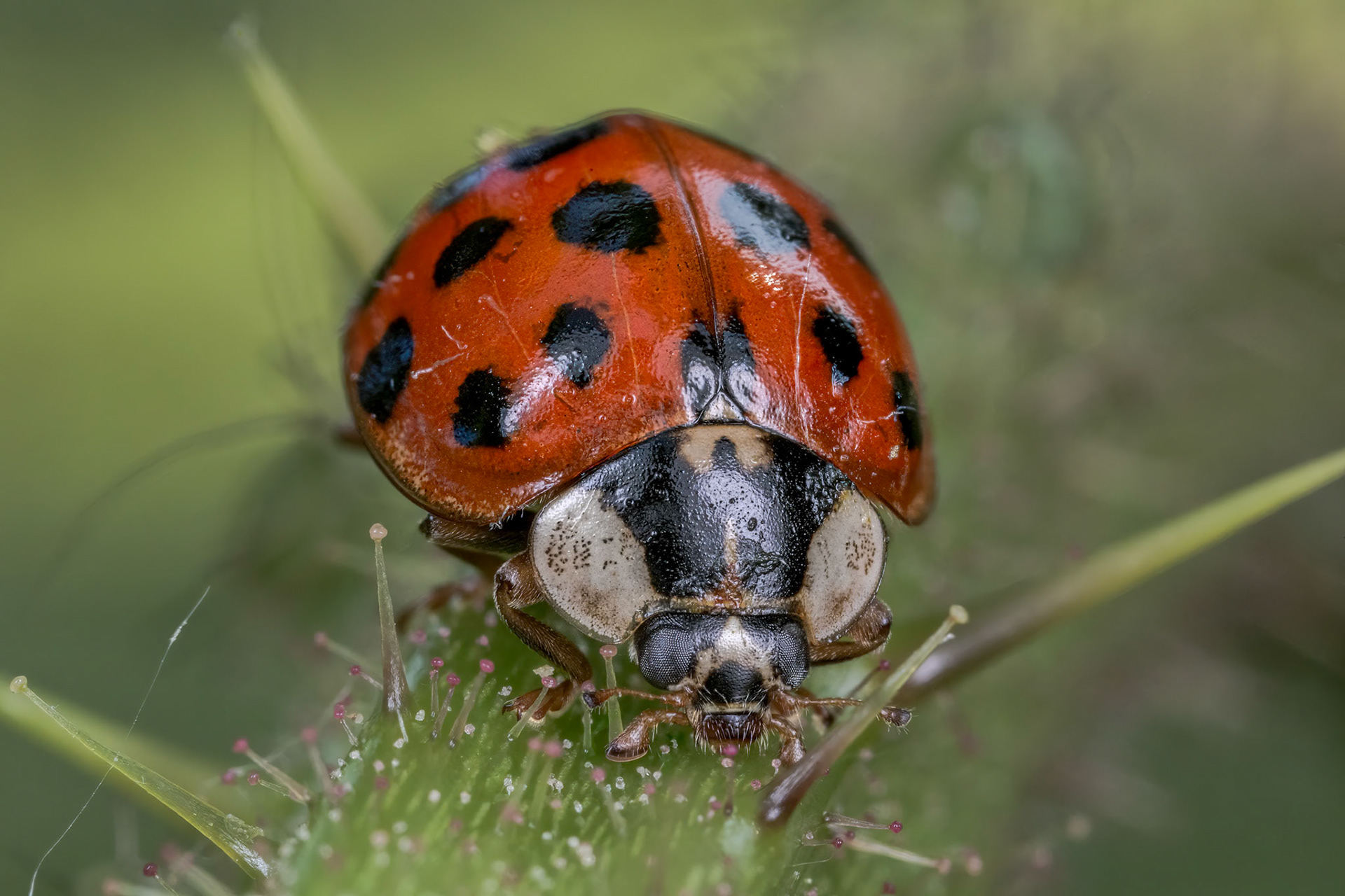 Harlequin Ladybird (Harmonia axyridis)