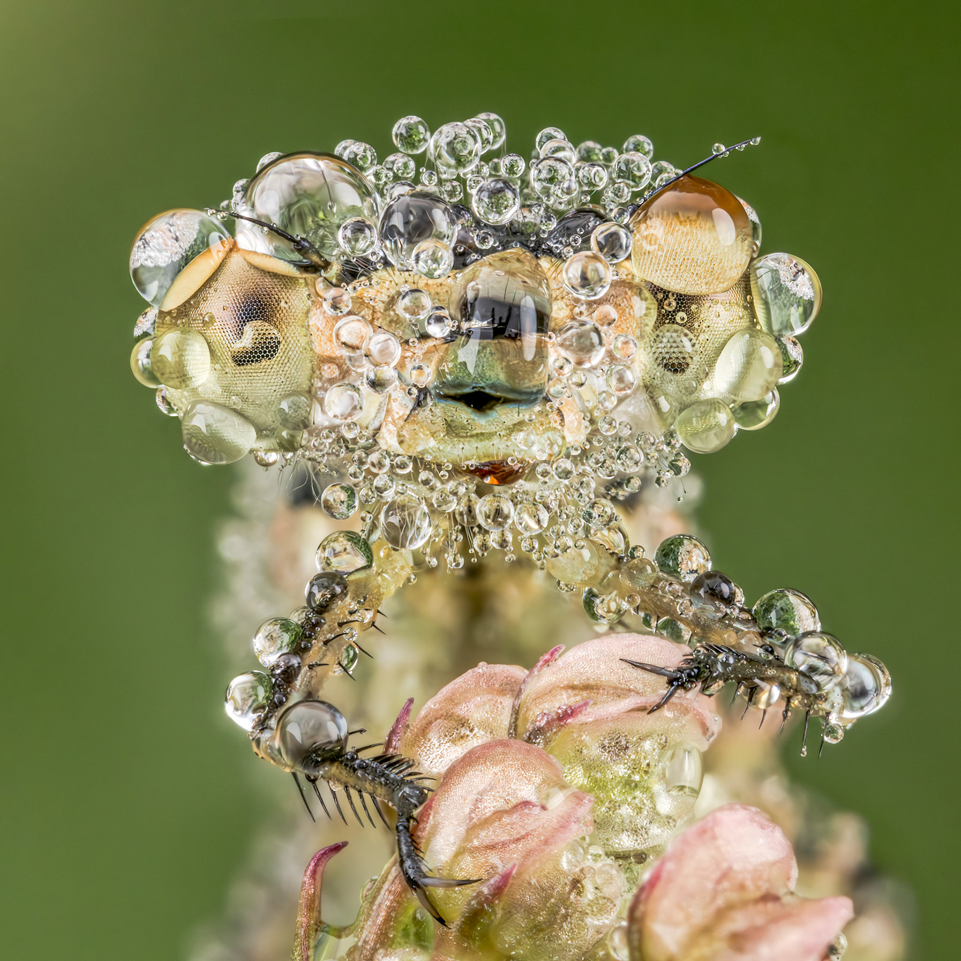 White-legged Damselfly (Platycnemis pennipes)