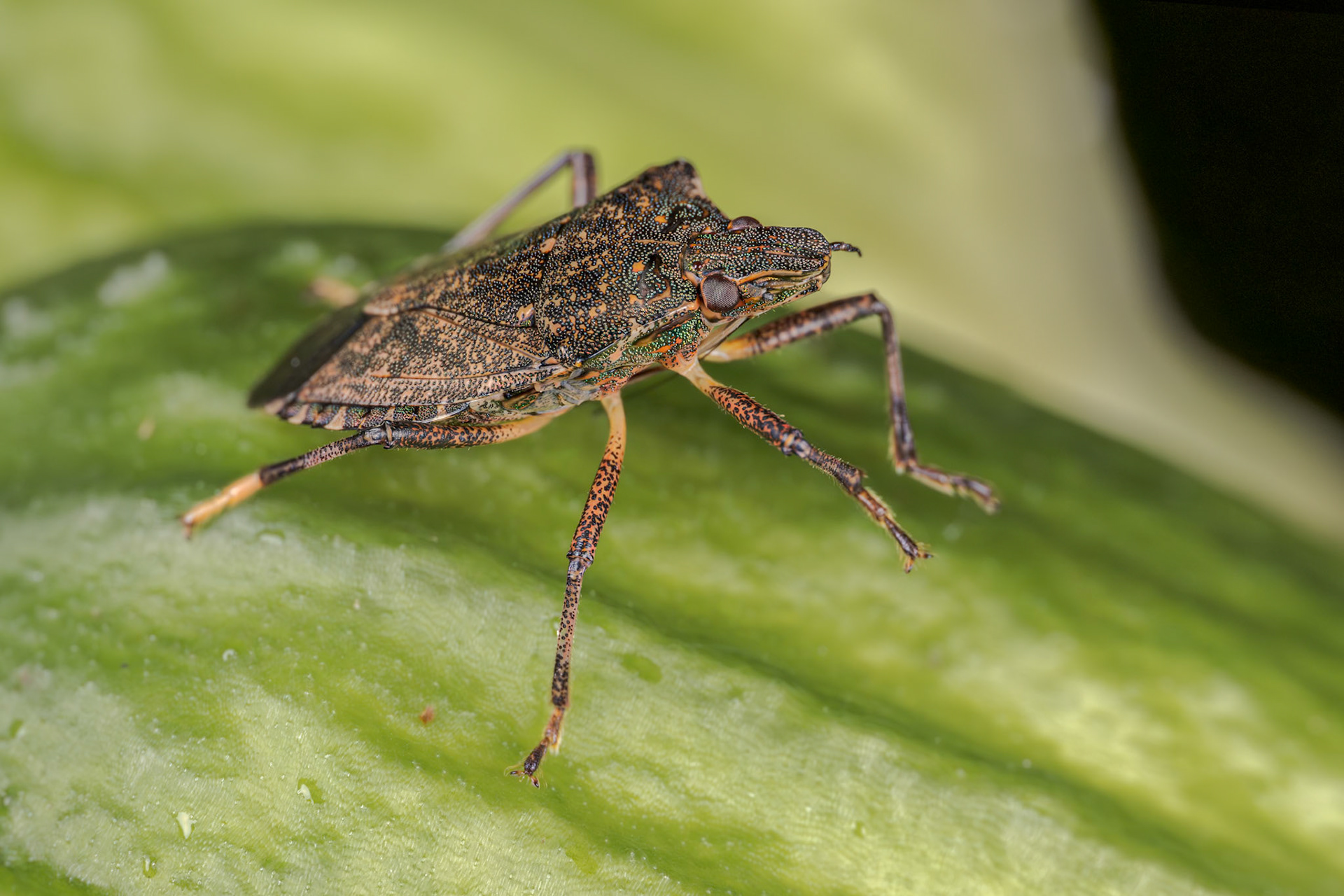 Brown Marmorated Stink Bug (Halyomorpha halys)