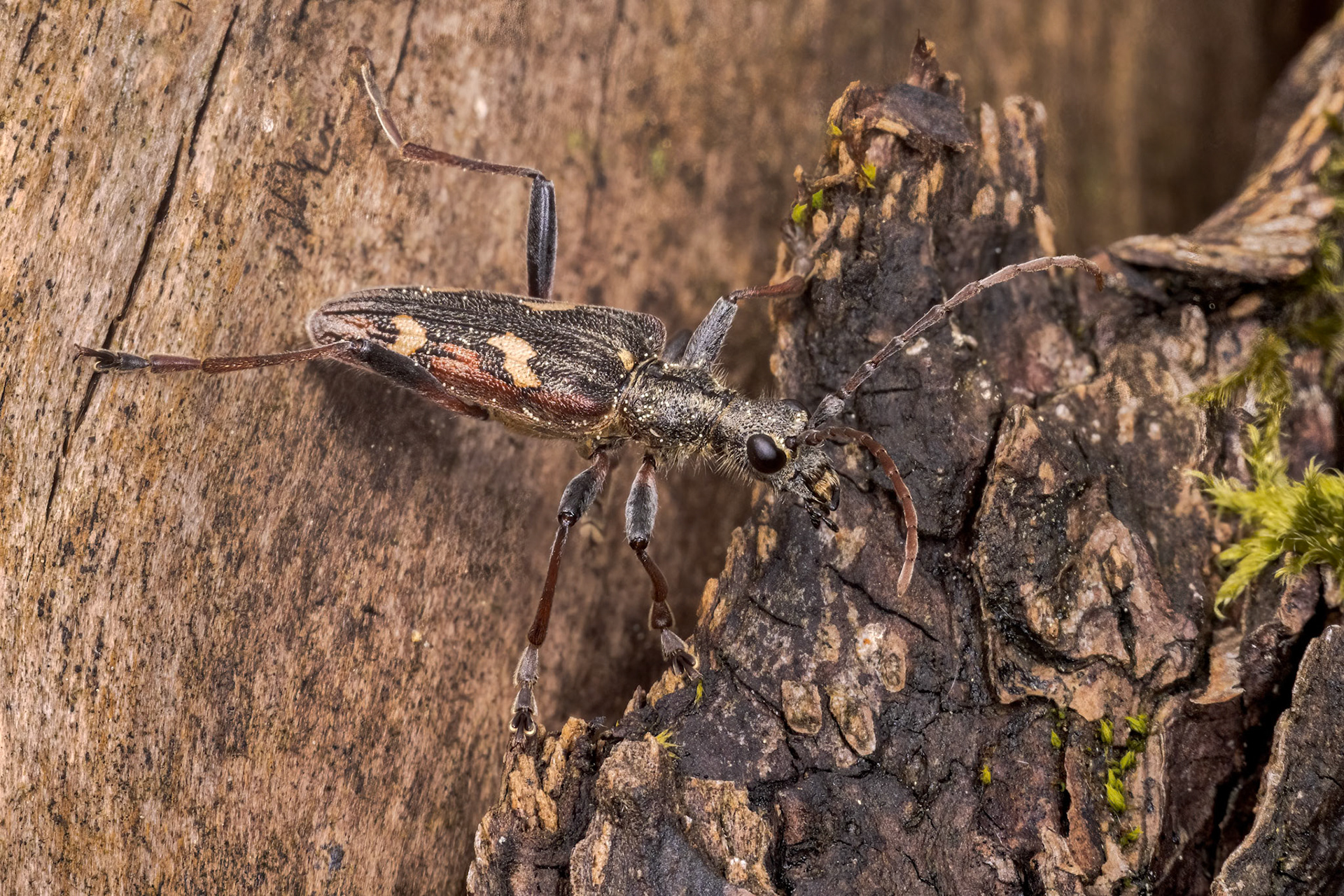 Two-banded longhorn