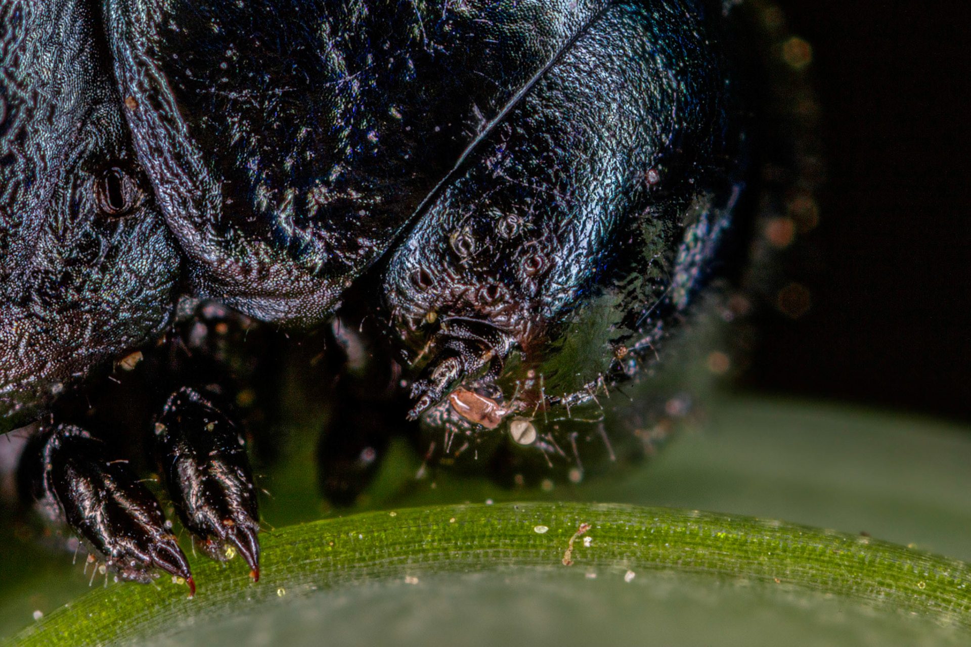 Bloody-Nosed Beetle Nymph (Timarcha tenebricosa)