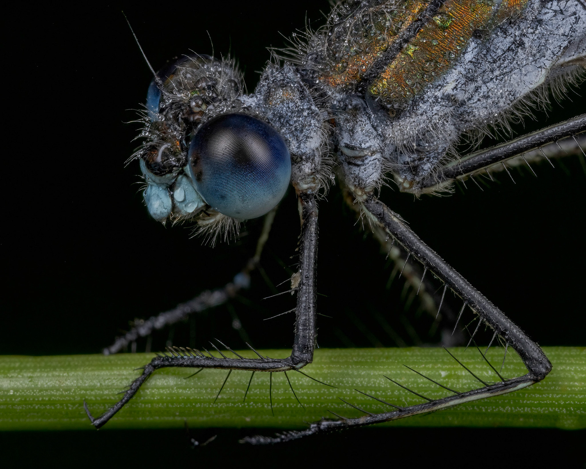 Emerald Damselfly (Lestes sponsa)