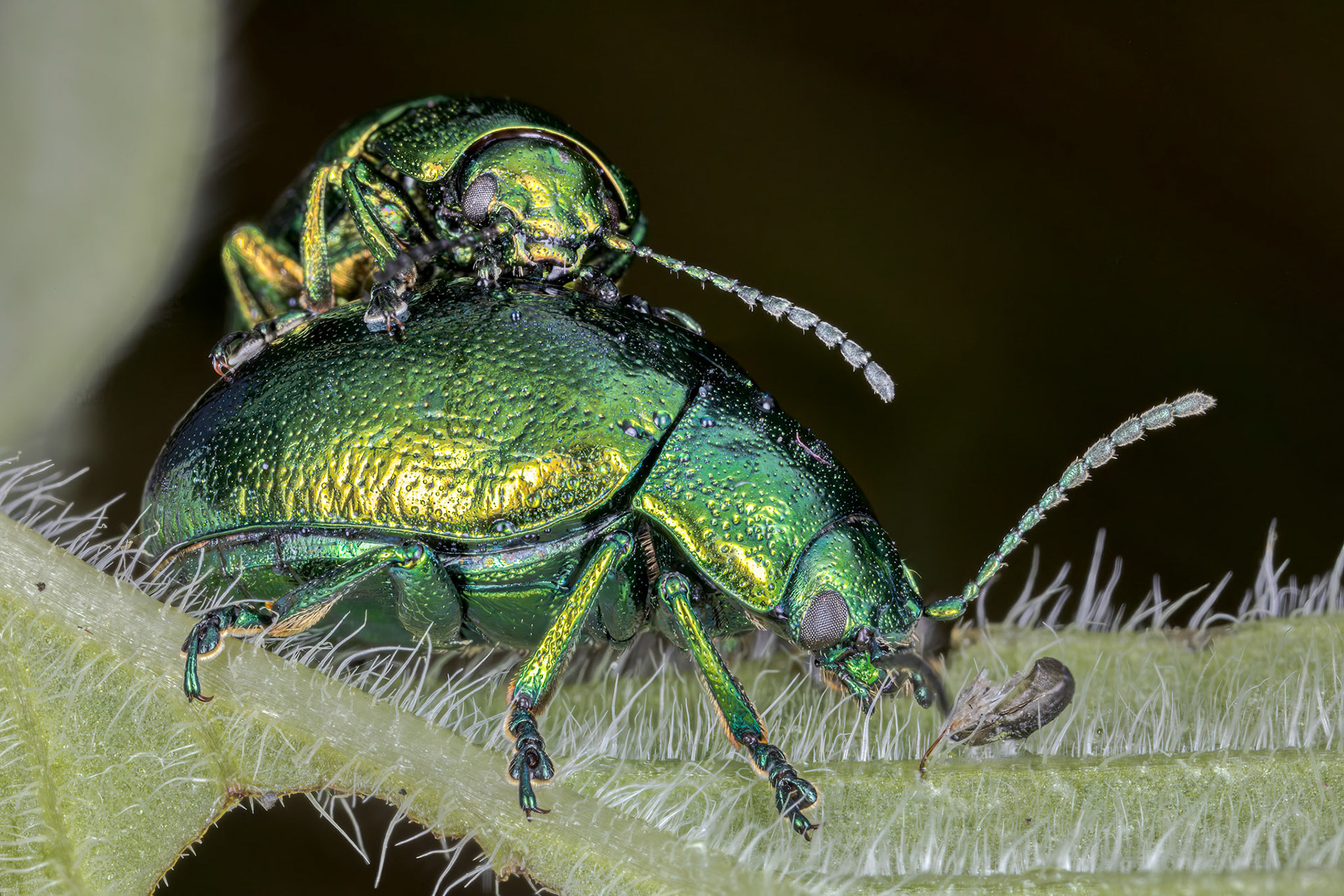 Mint Leaf Beetle (Chrysolina herbacea)