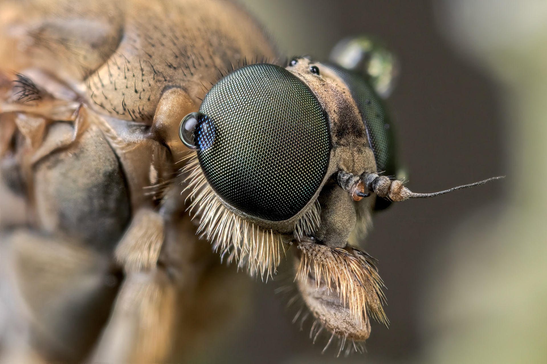Marsh Snipe Fly (Rhagio tringarius)