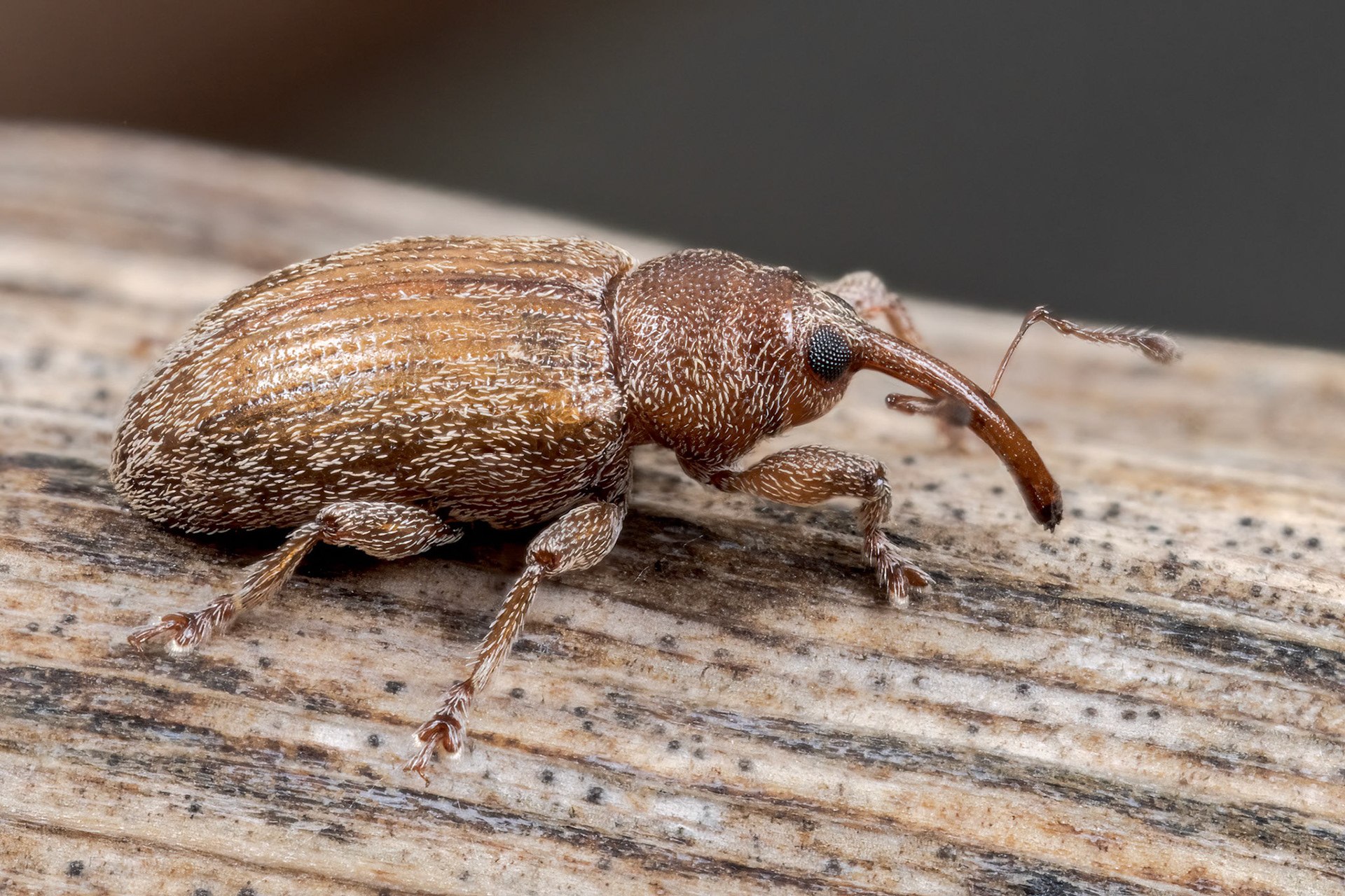 Typical Weevil (Dorytomus melanophthalmus)