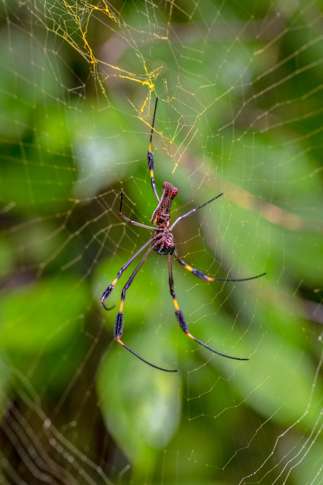 Golden Orb Weaver