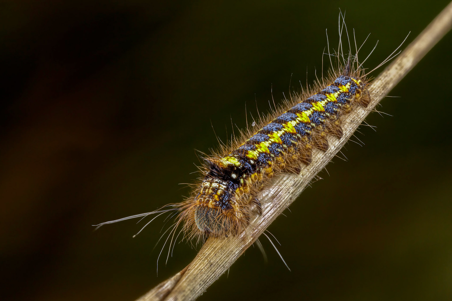 Drinker Moth Caterpillar (Euthrix potatoria)