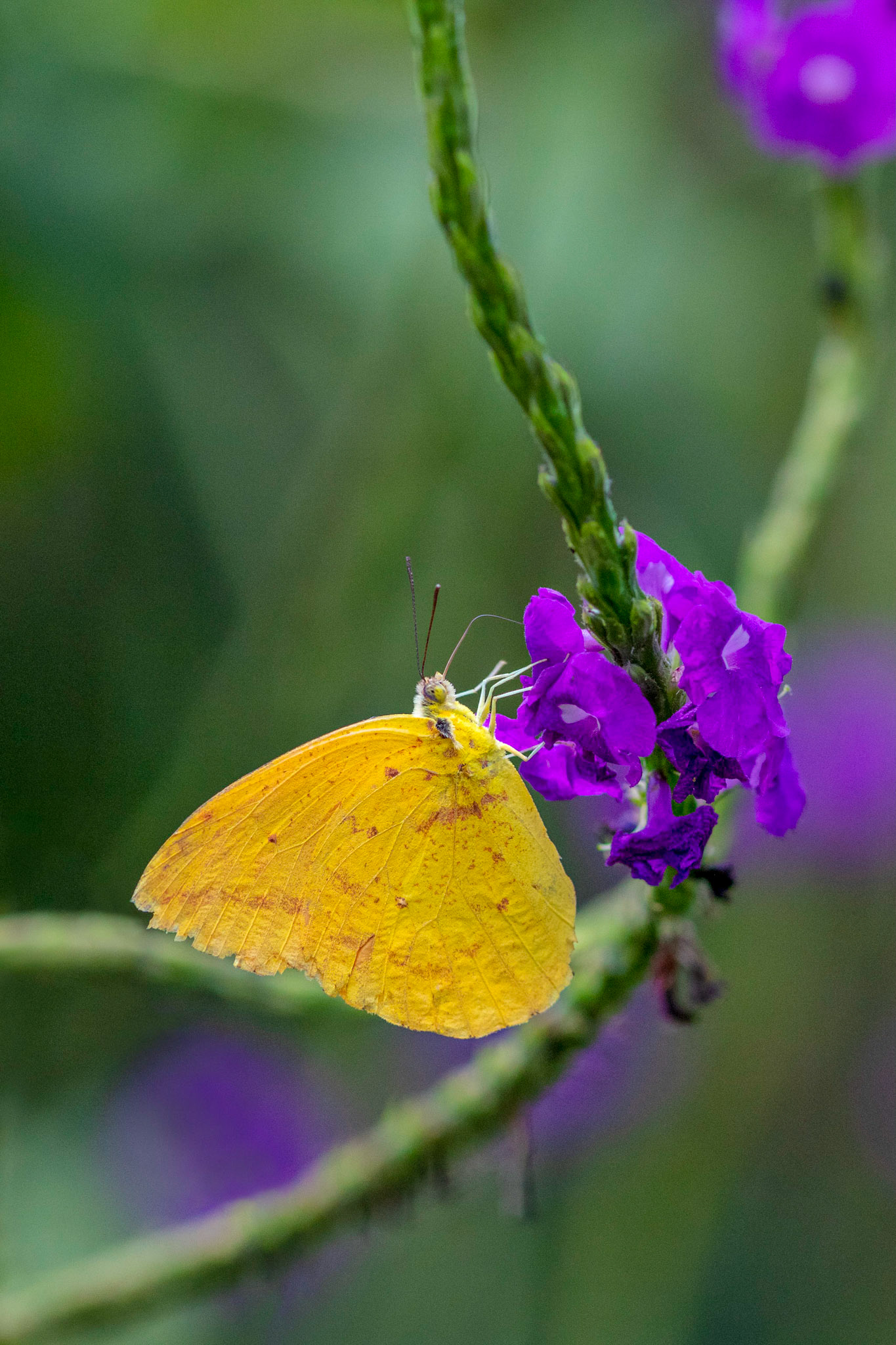 Orange-barred sulphur (Phoebis philea)
