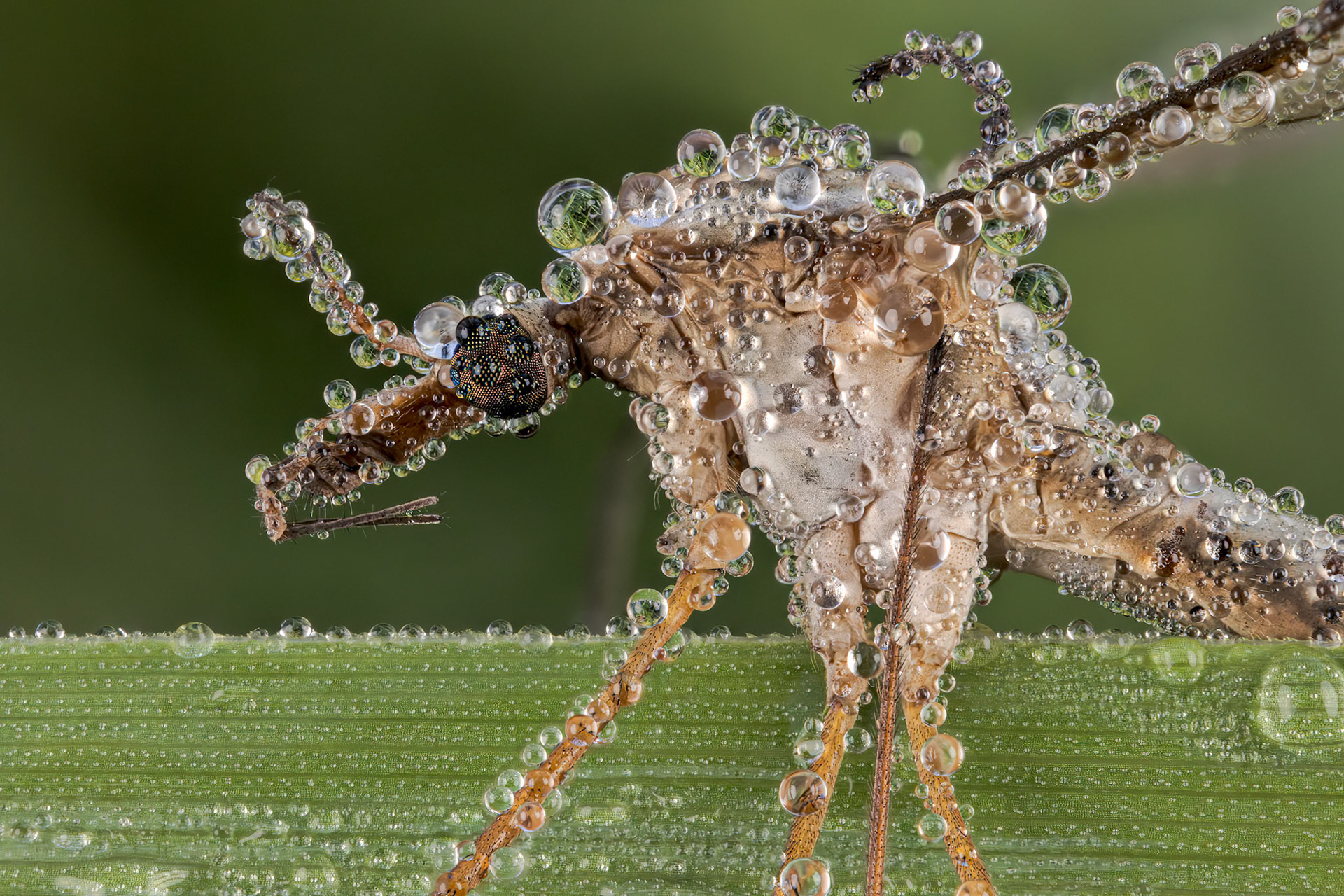 Crane Flies (Tipulomorpha)