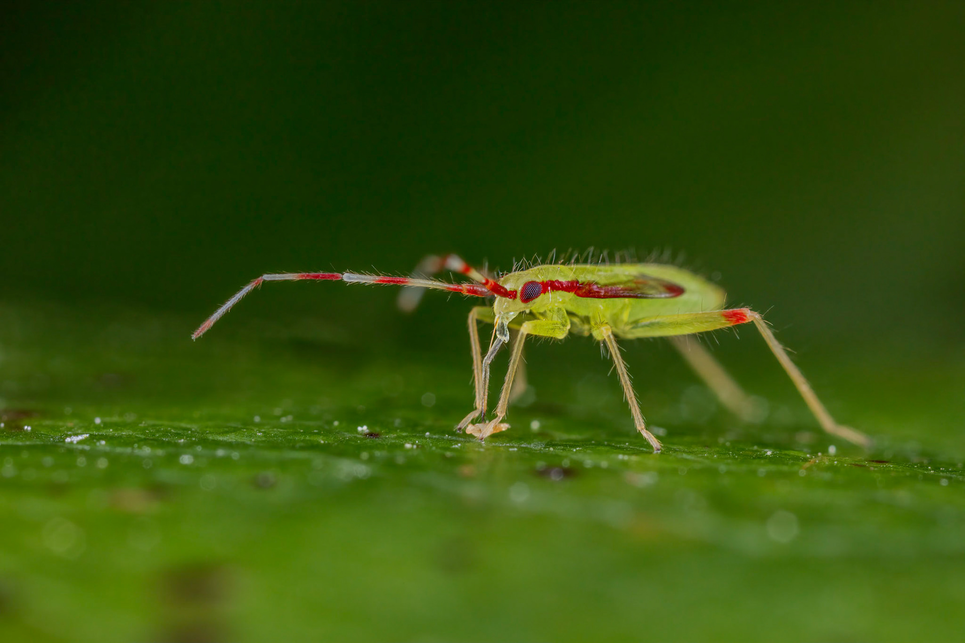 Campyloneura virgula Nymph (Bandit Bug)