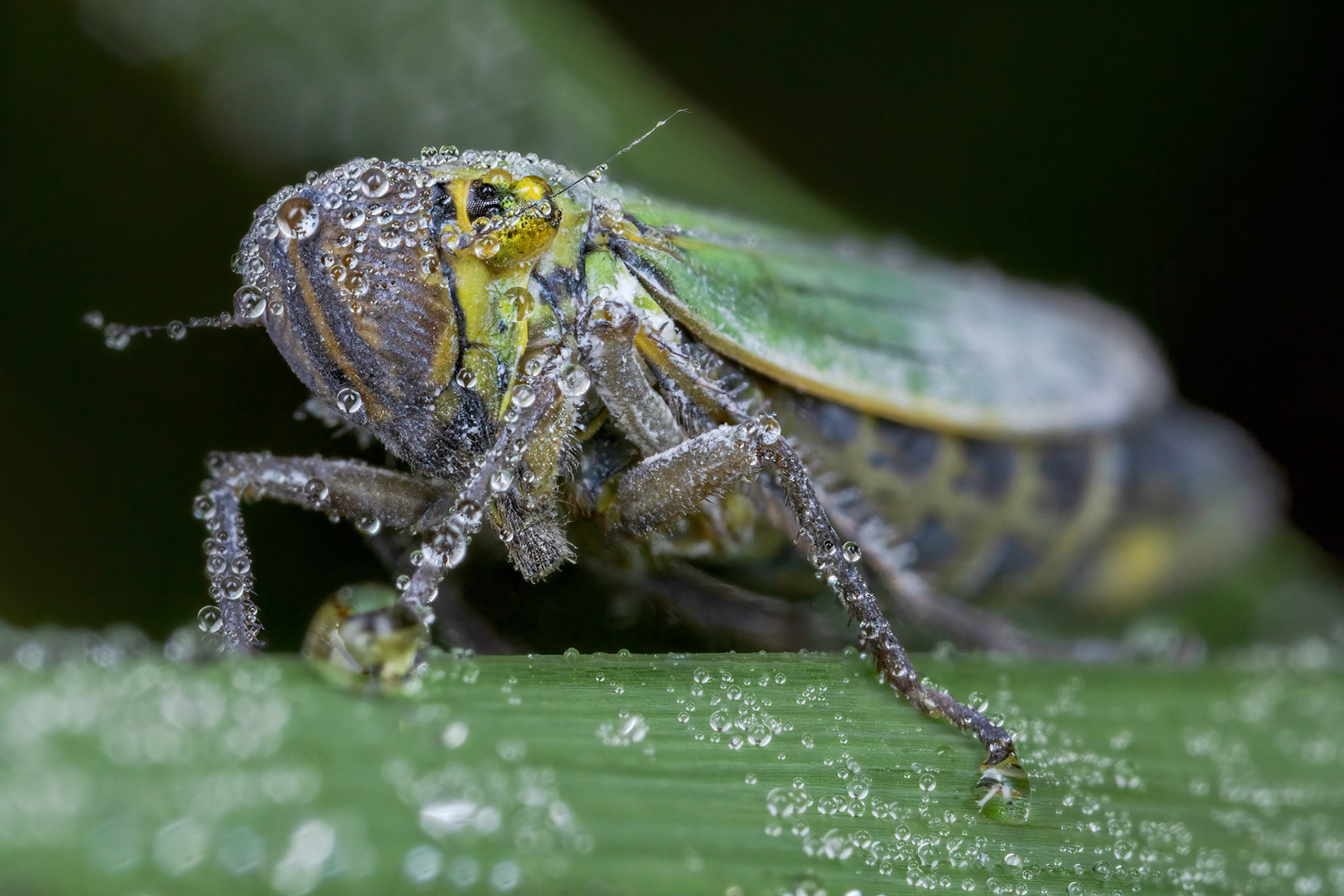 Leafhopper (Cicadula persimilis)