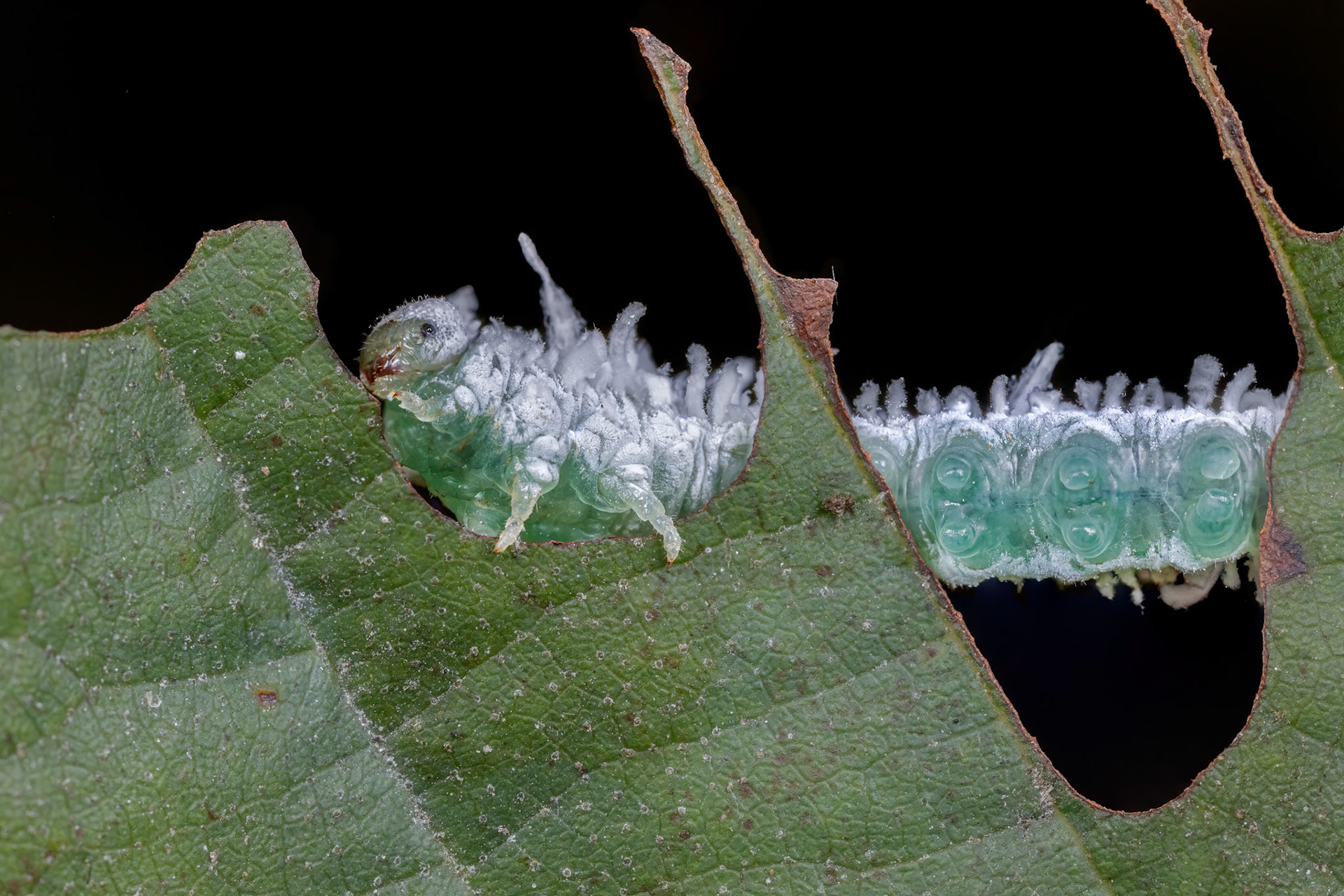 Woolly Alder Sawfly (Eriocampa ovata)