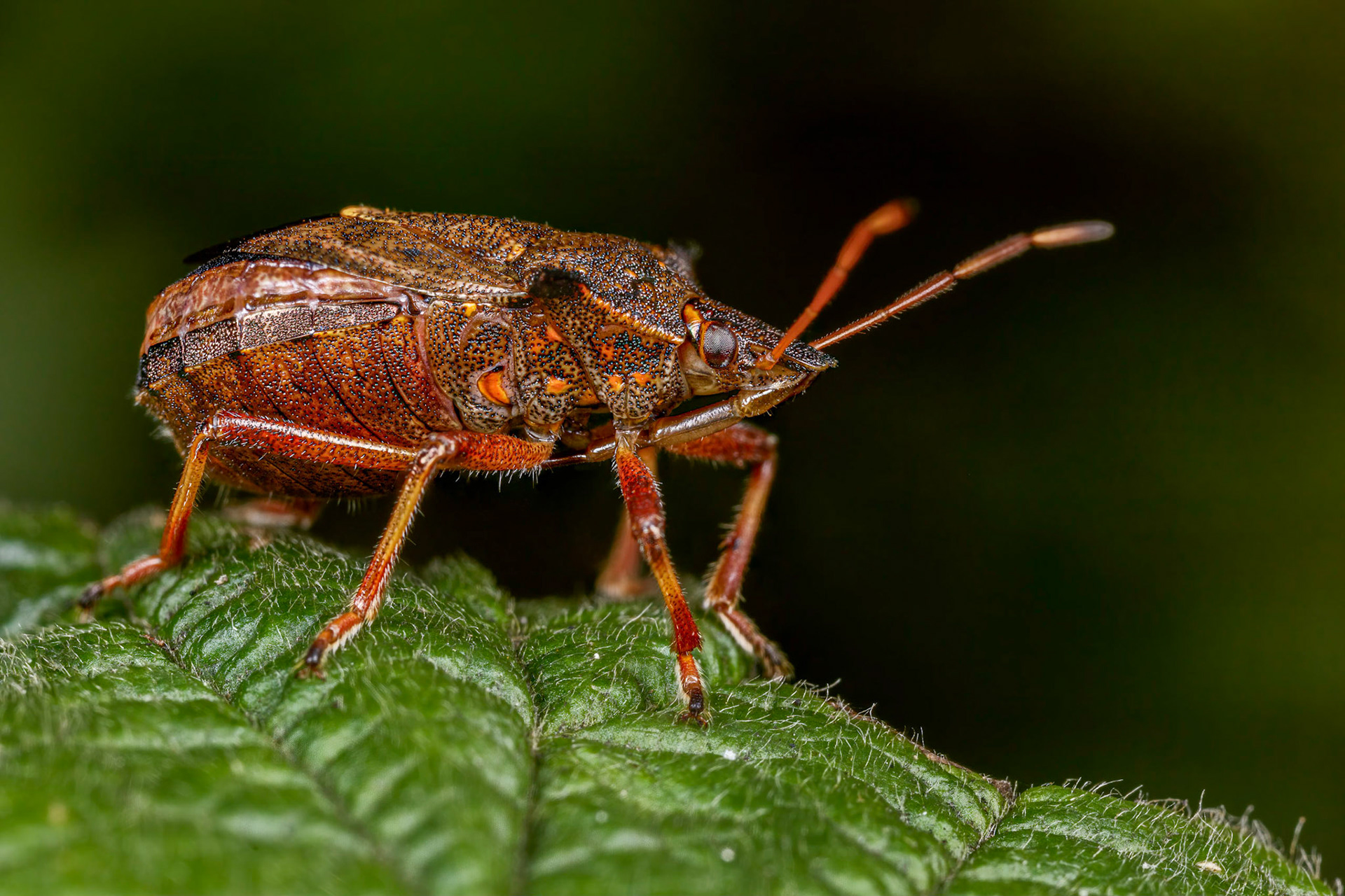 Spiked Shieldbug (Picromerus bidens)