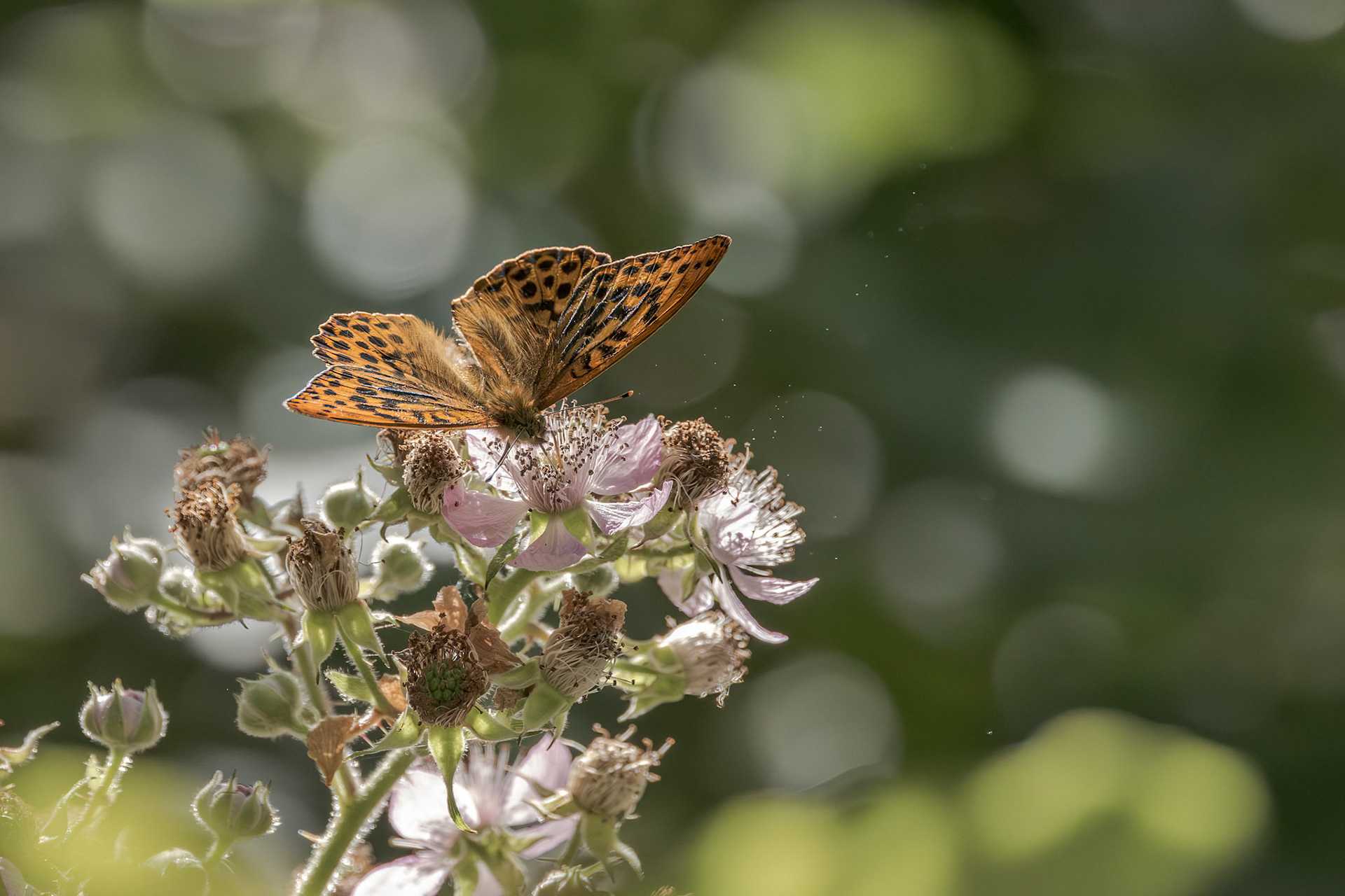 High Brown Fritillary (Fabriciana adippe)