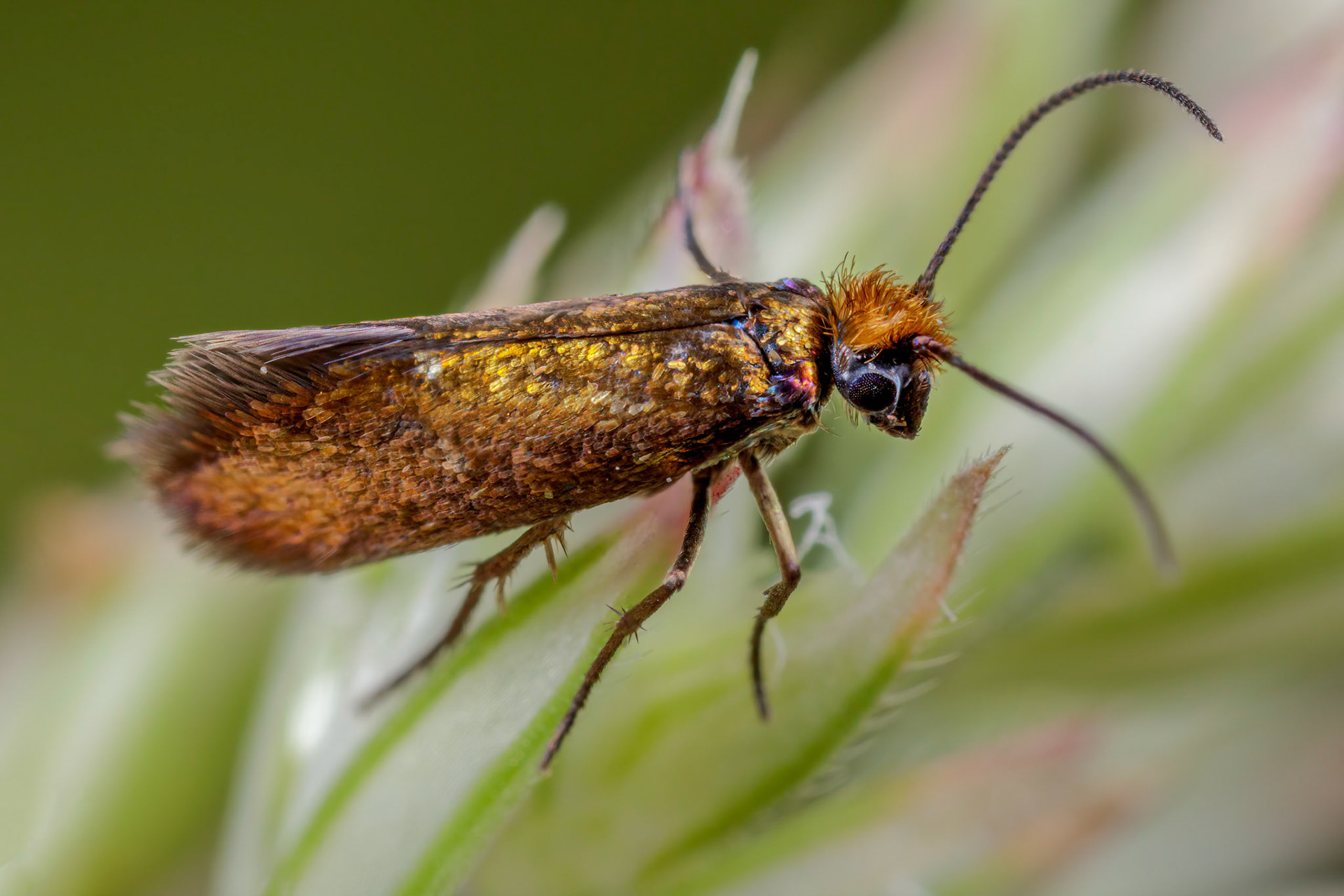 Common Clothes Moth (Tineola bisselliella)