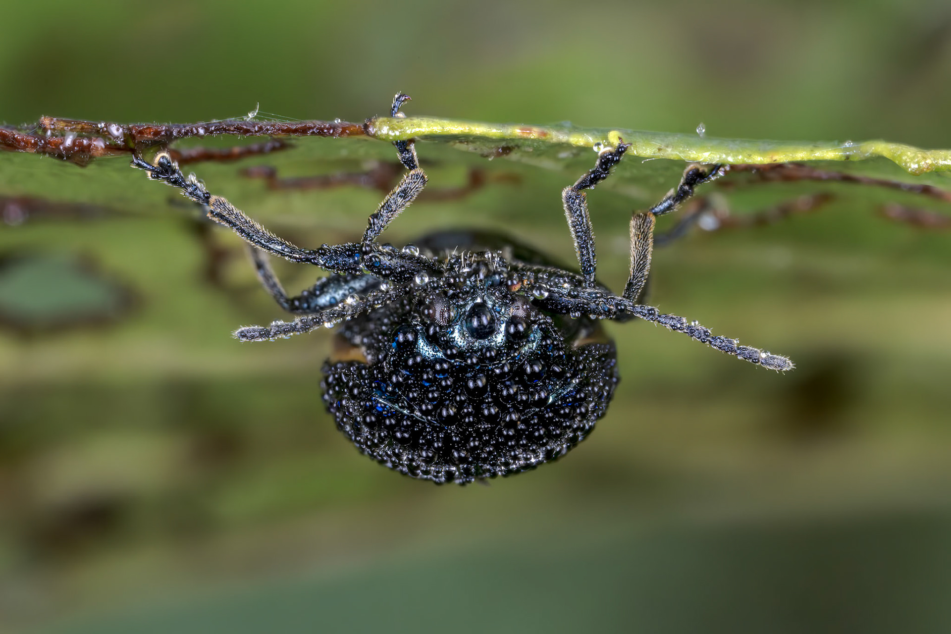 Alder Leaf Beetle (Agelastica alni)
