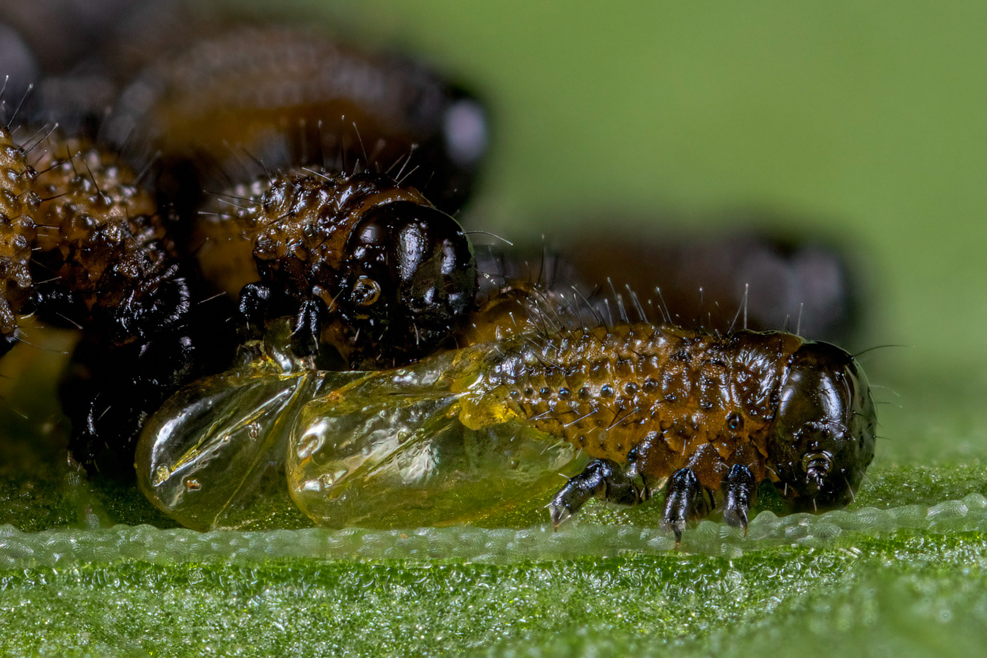 Green Dock Beetle Larvae (Gastrophysa viridula)