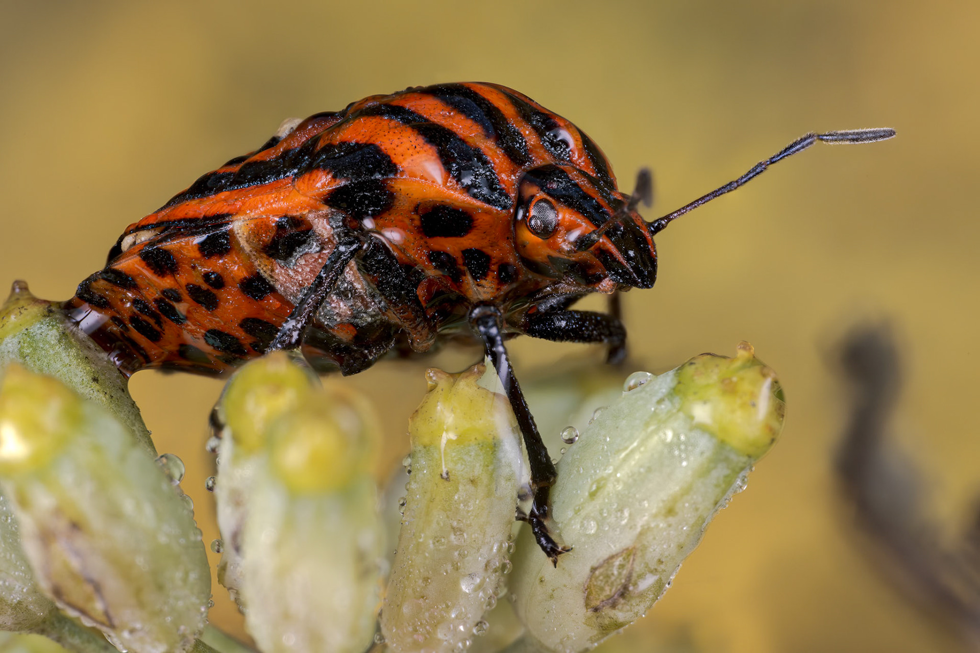 2423-2430 &amp; 2444-2446 but kept the others for now...