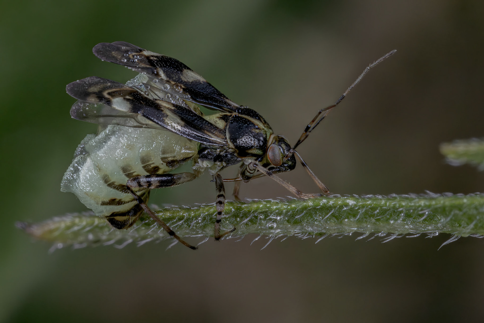 Common Nettle Bug (Liocoris tripustulatus)