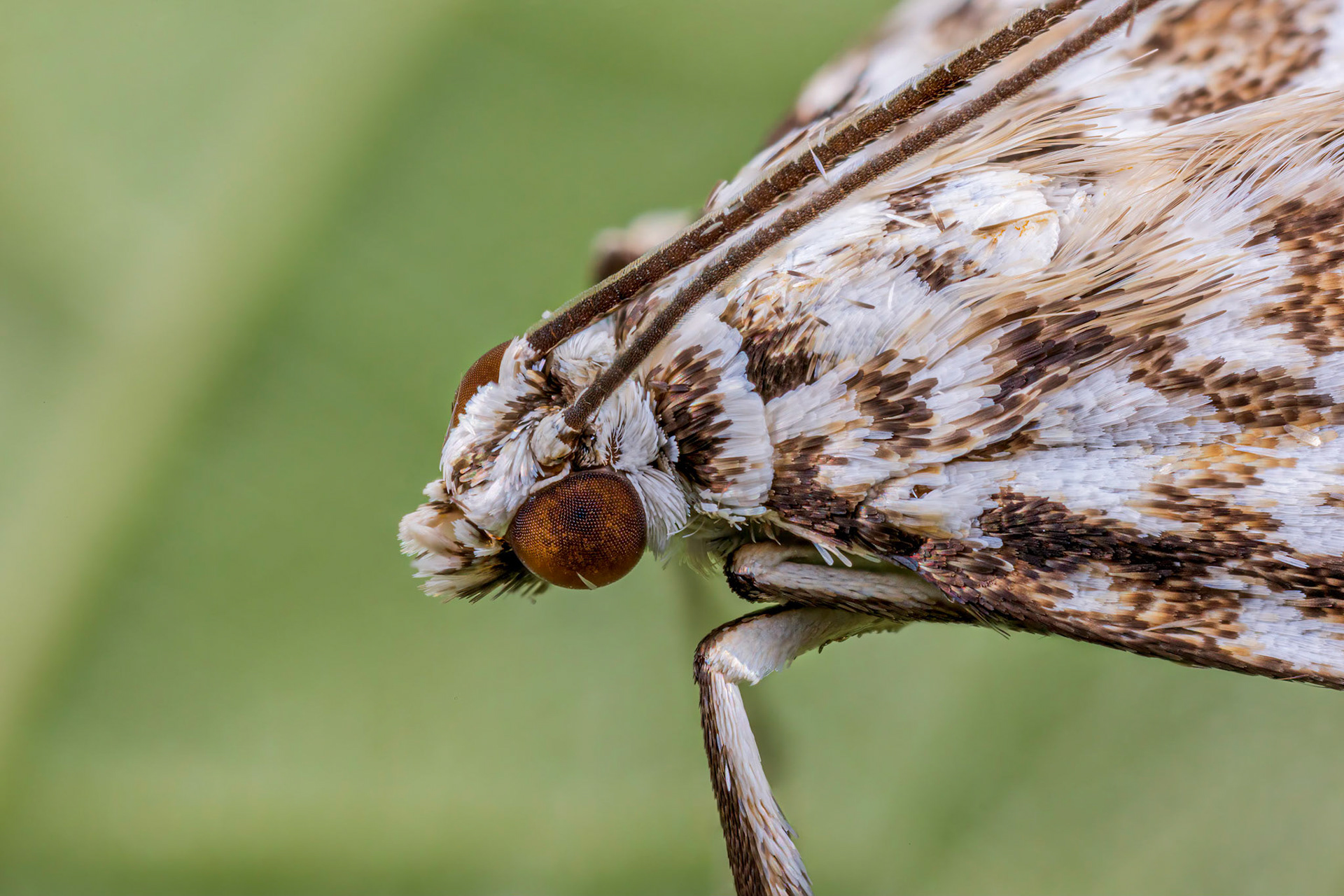 Leafroller Moth (Tortrix moths)
