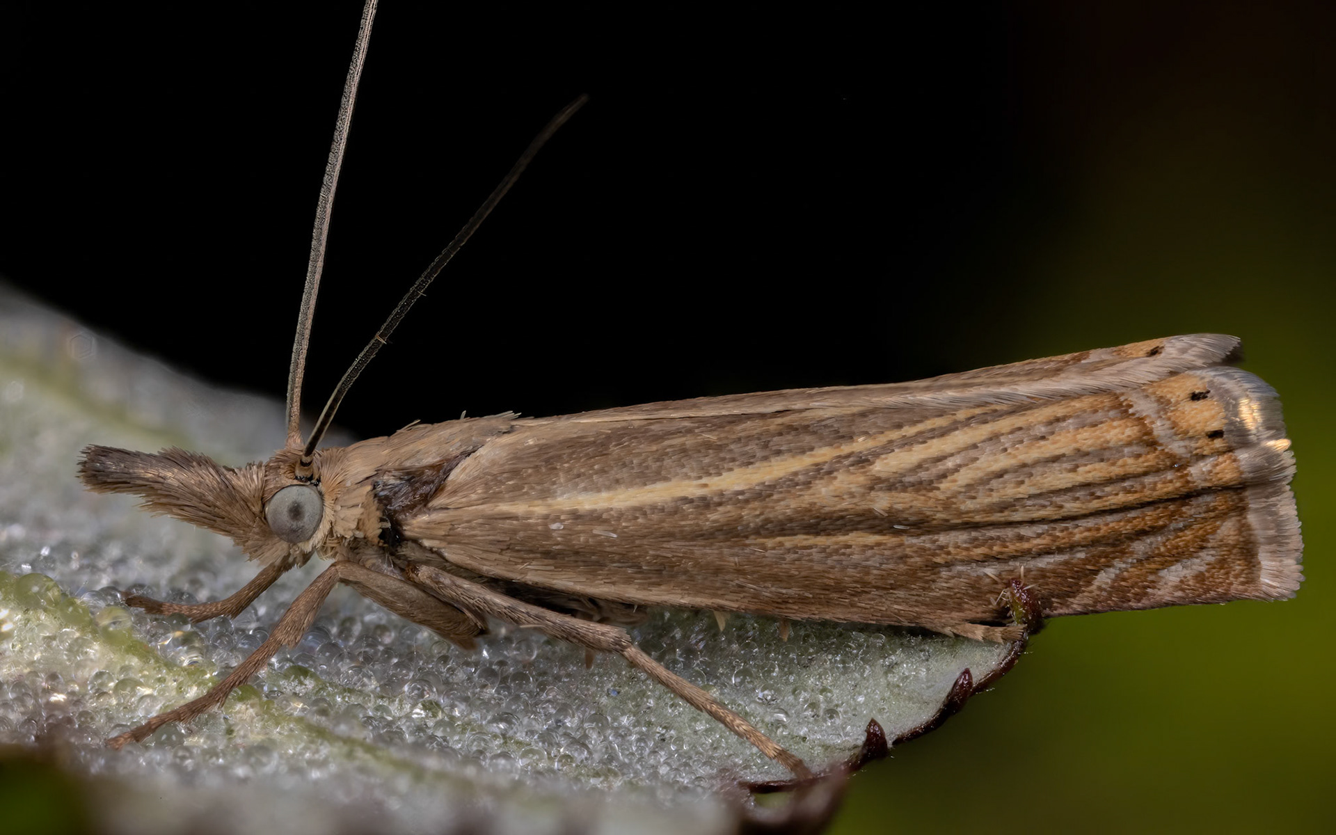 crambid snout moth