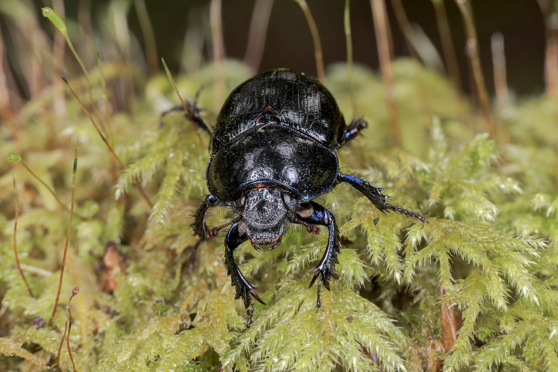 Woodland Dor Beetle