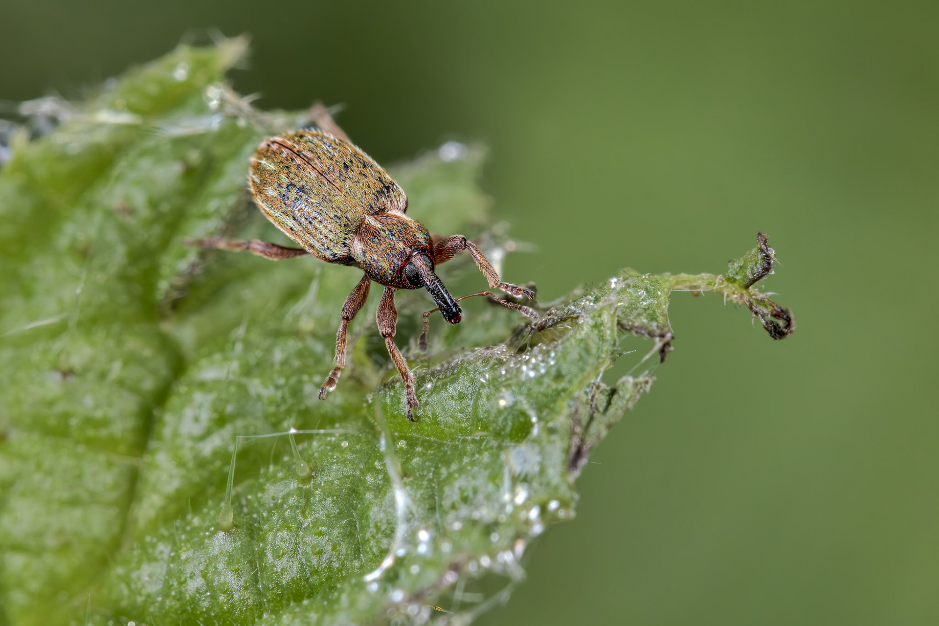 Typical Weevil (Hypera nigrirostris)
