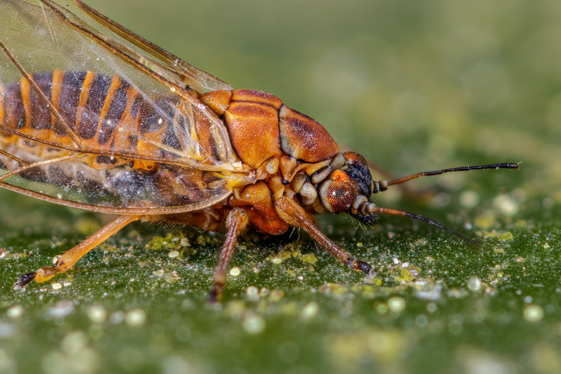 Jumping Plant Lice (Chamaepsylla hartigii)