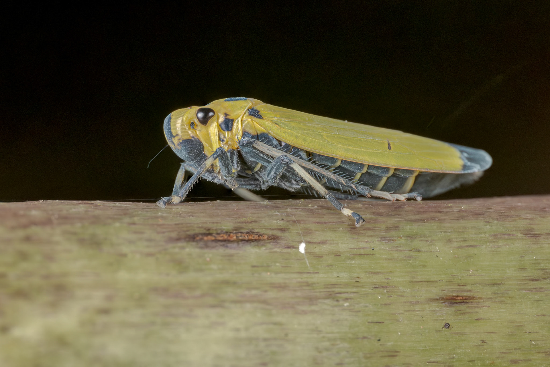 Black-tipped Leafhopper (Bothrogonia ferruginea)