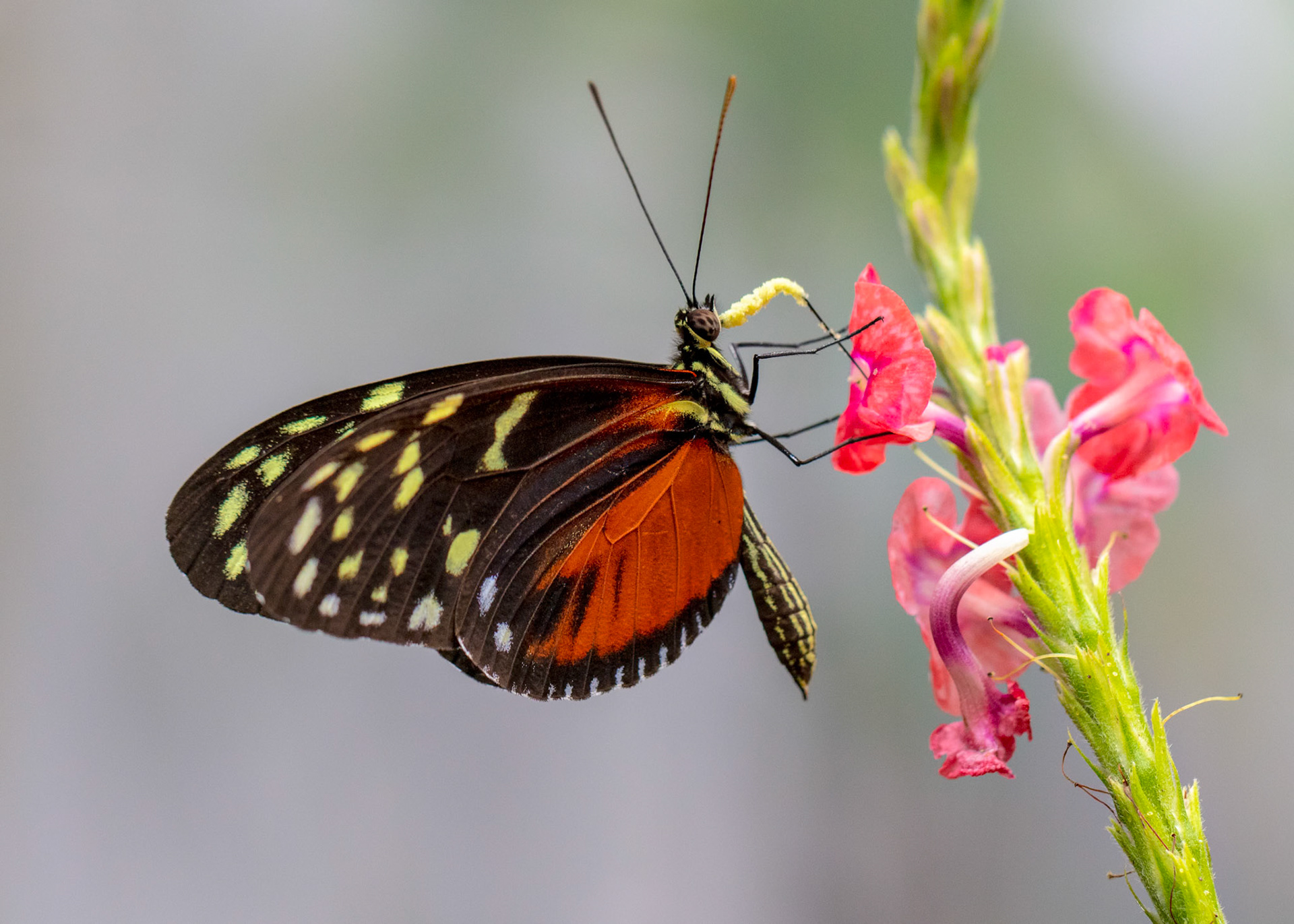 Ithomia Heraldica