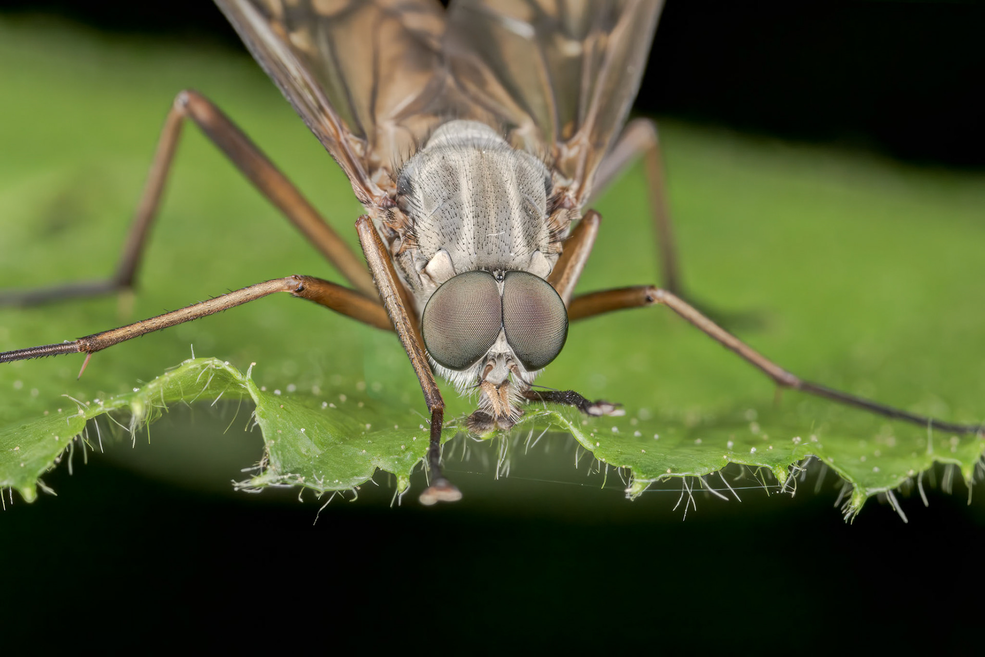 Snipe Fly (Rhagio tringarius or Rhagio scolopaceus)