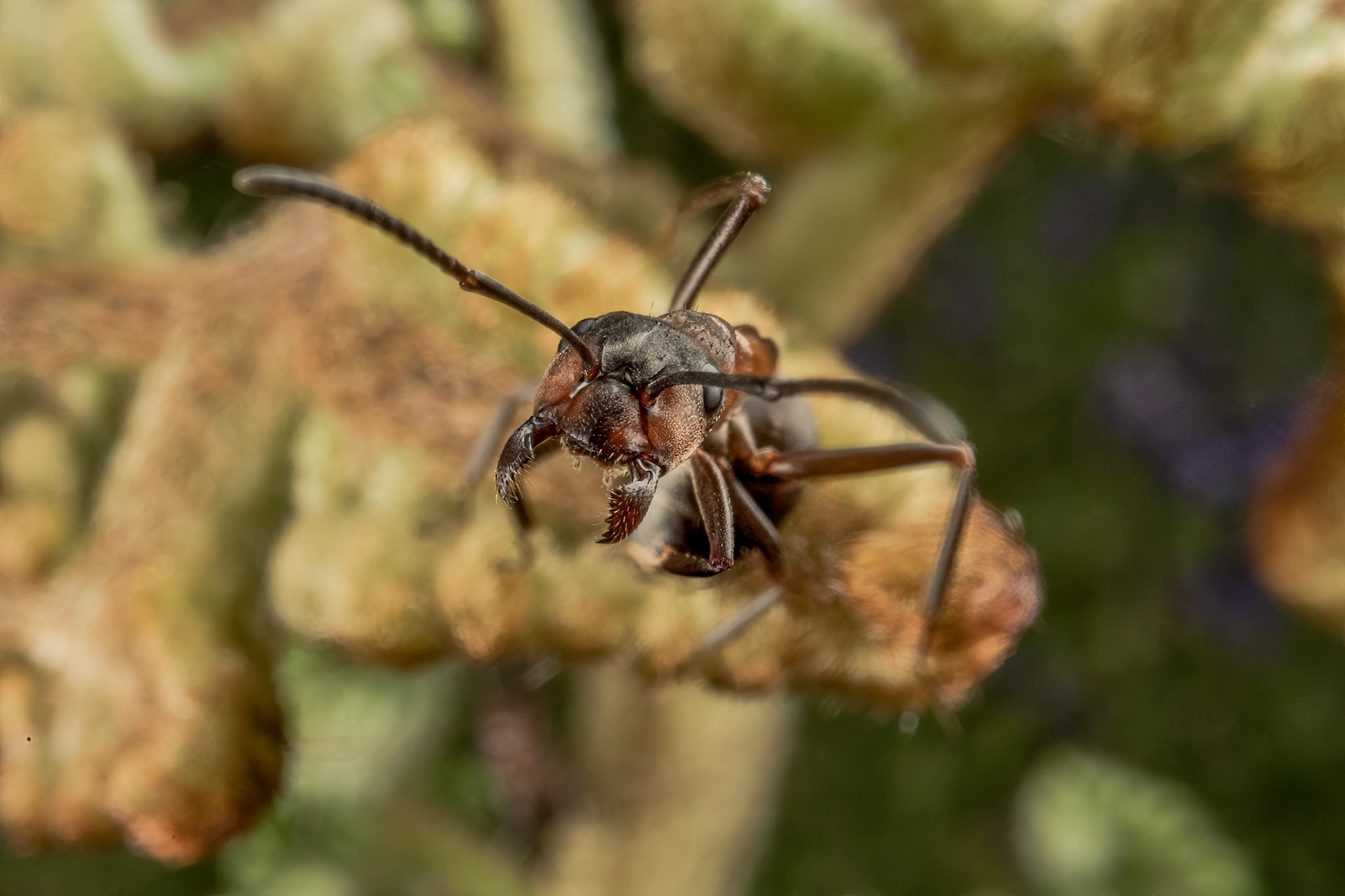 Southern Wood Ant (Formica rufa)