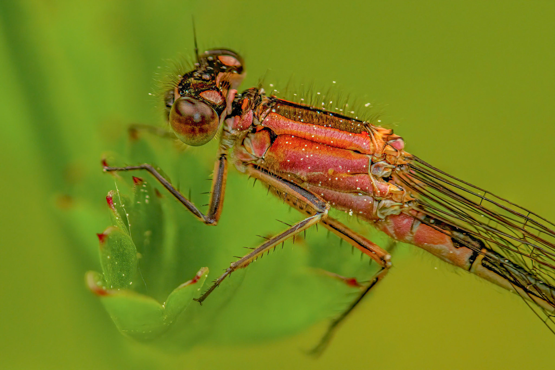 Blue-tailed Damselfly (Female) (Ischnura elegans)