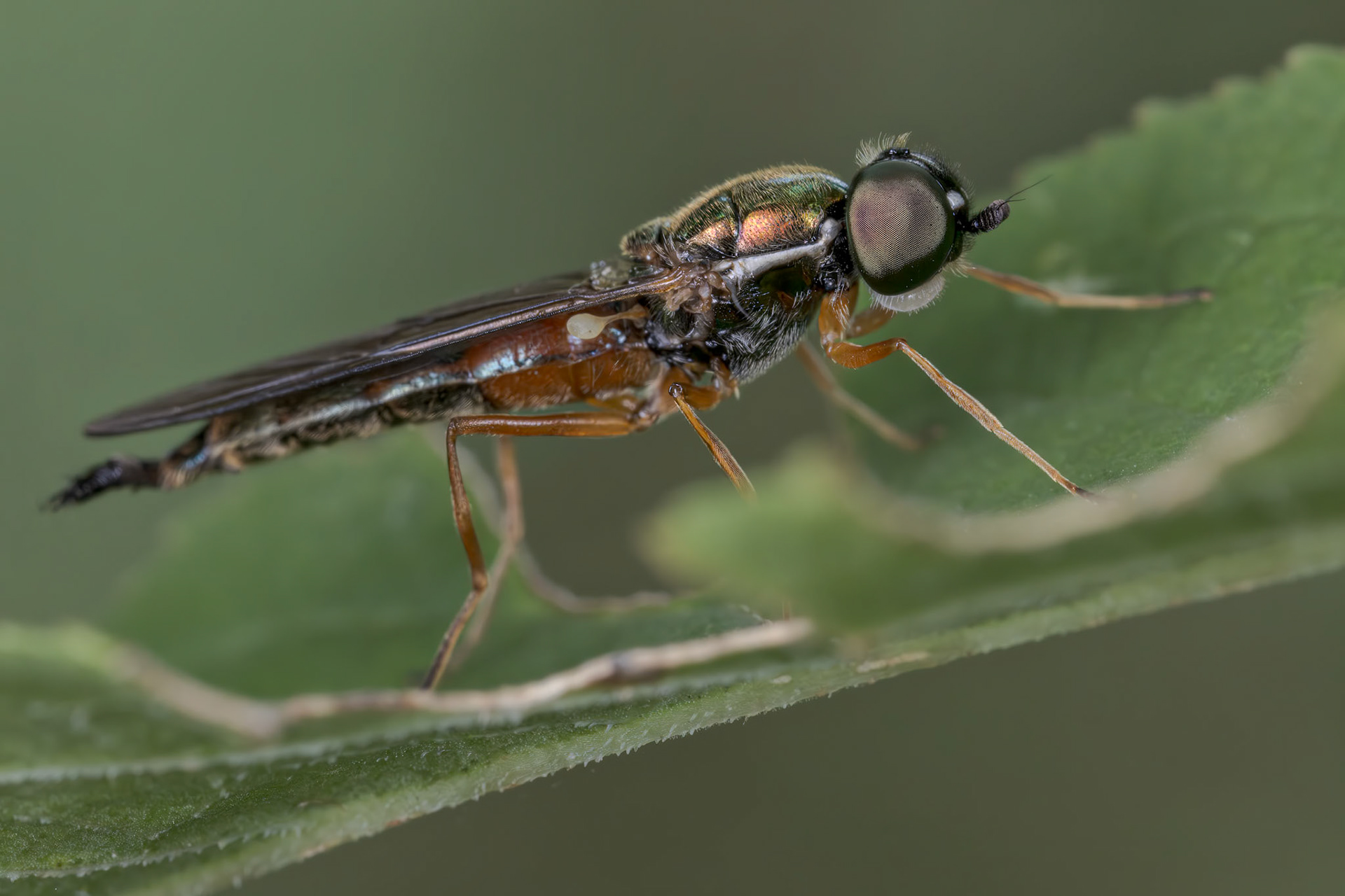 Twin-spot Centurion (Sargus bipunctatus)