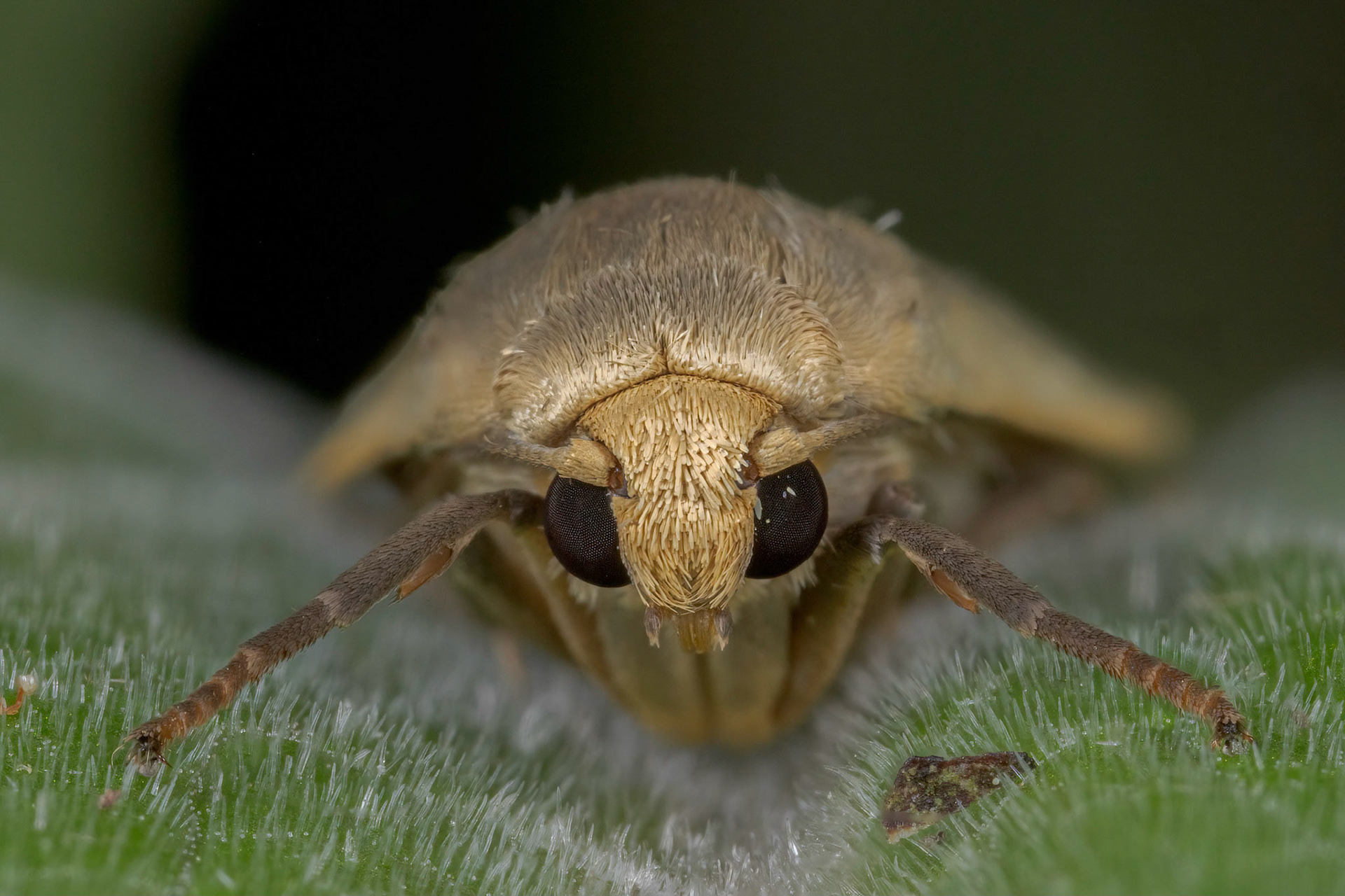 Photo Stack: 19Crop: 2x3Magnification: 6xDingy Footman Eilema griseolaWingspan 32-40 mm.Several of the Eilema species can be difficult to tell apart, but this moth has broader, more rounded forewings than many of the others. It can be quite greyish, but a yellowish form, ab. straminola does occur in places.It flies in July and August, and can be found around damp woodland, fens and sea-cliffs.It is fairly common in the southern half of England and Wales, and feeds on various lichens.https://www.ukmoths.org.uk/species/eilema-griseola/ab-stramineola/