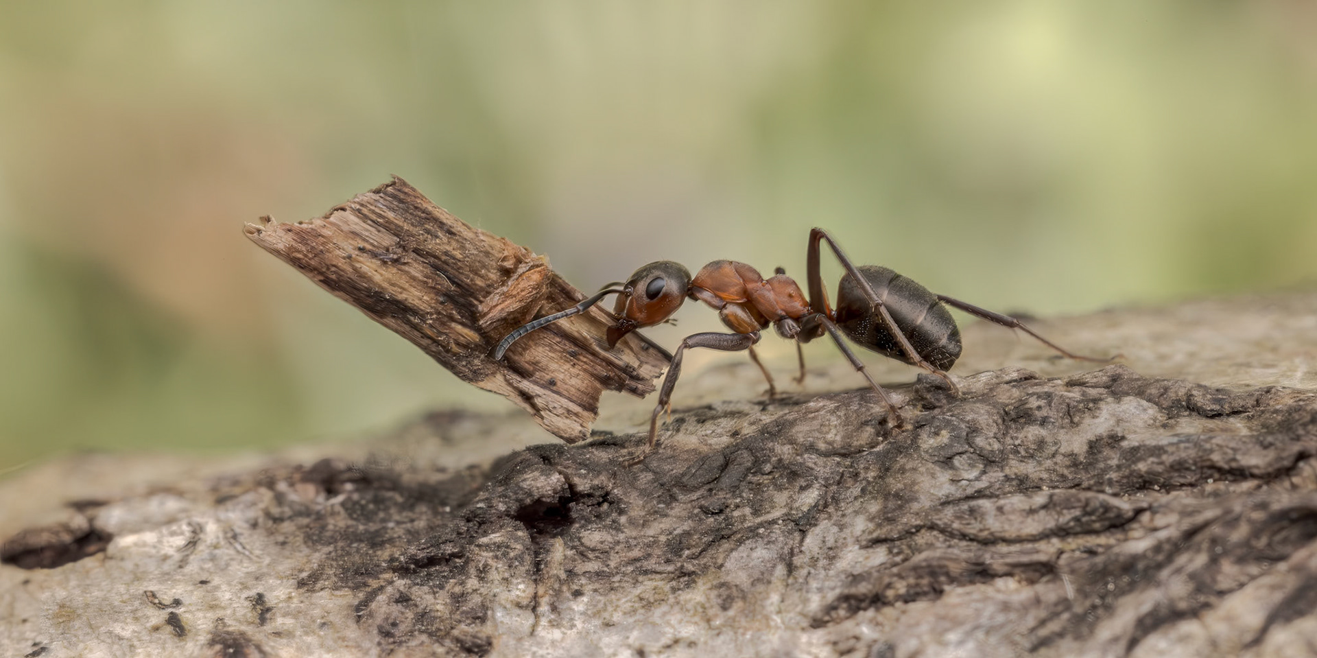 Southern Wood Ant (Formica rufa)