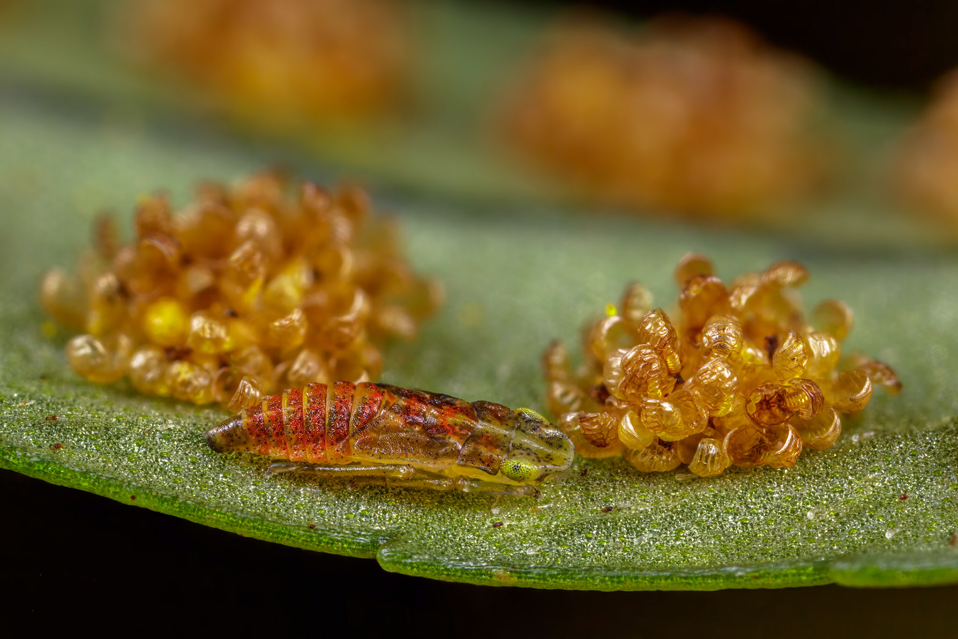 Uknown Leafhopper Nymph (Cicadellidae)