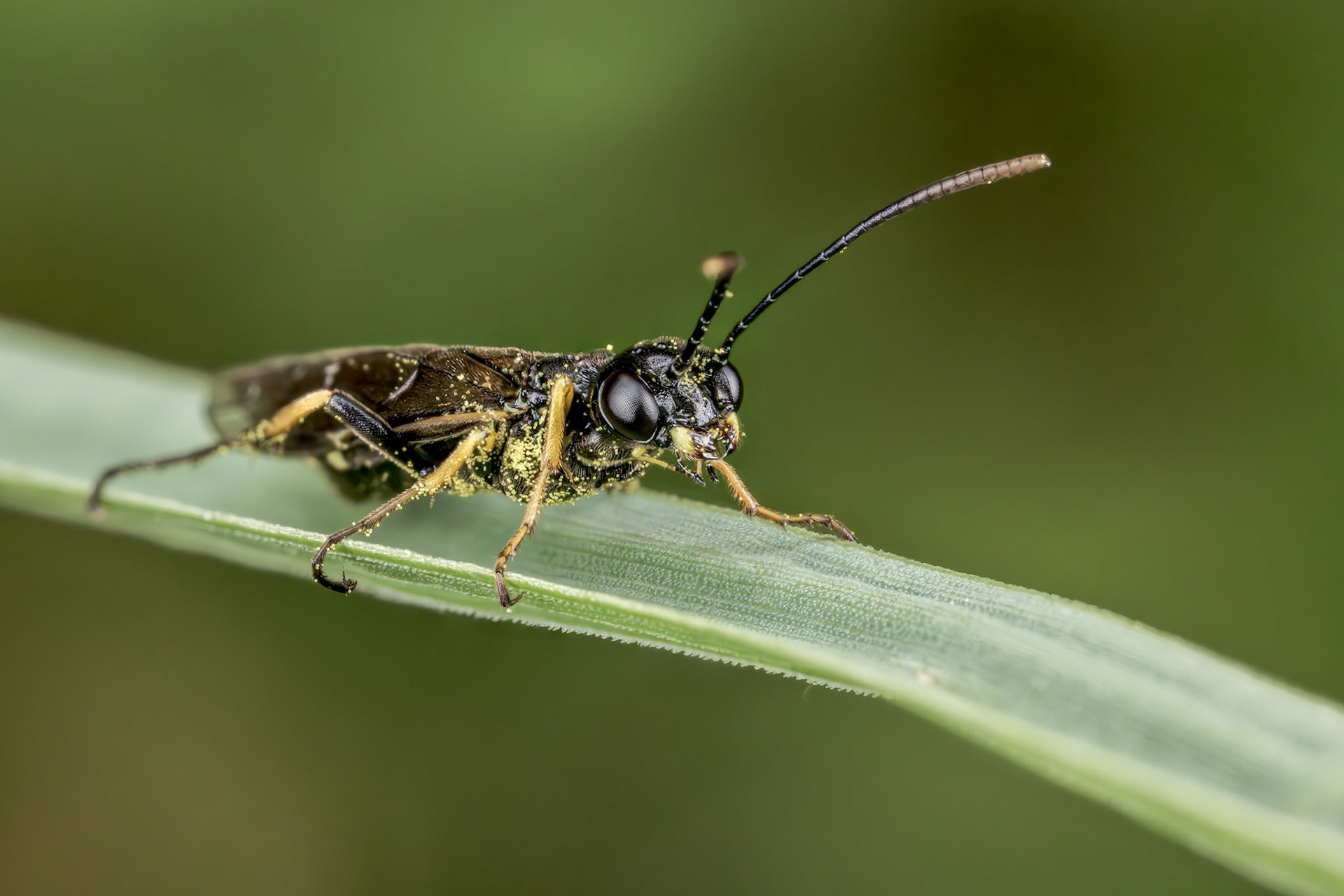 Angled Stem-sawfly (Cephus spinipes)