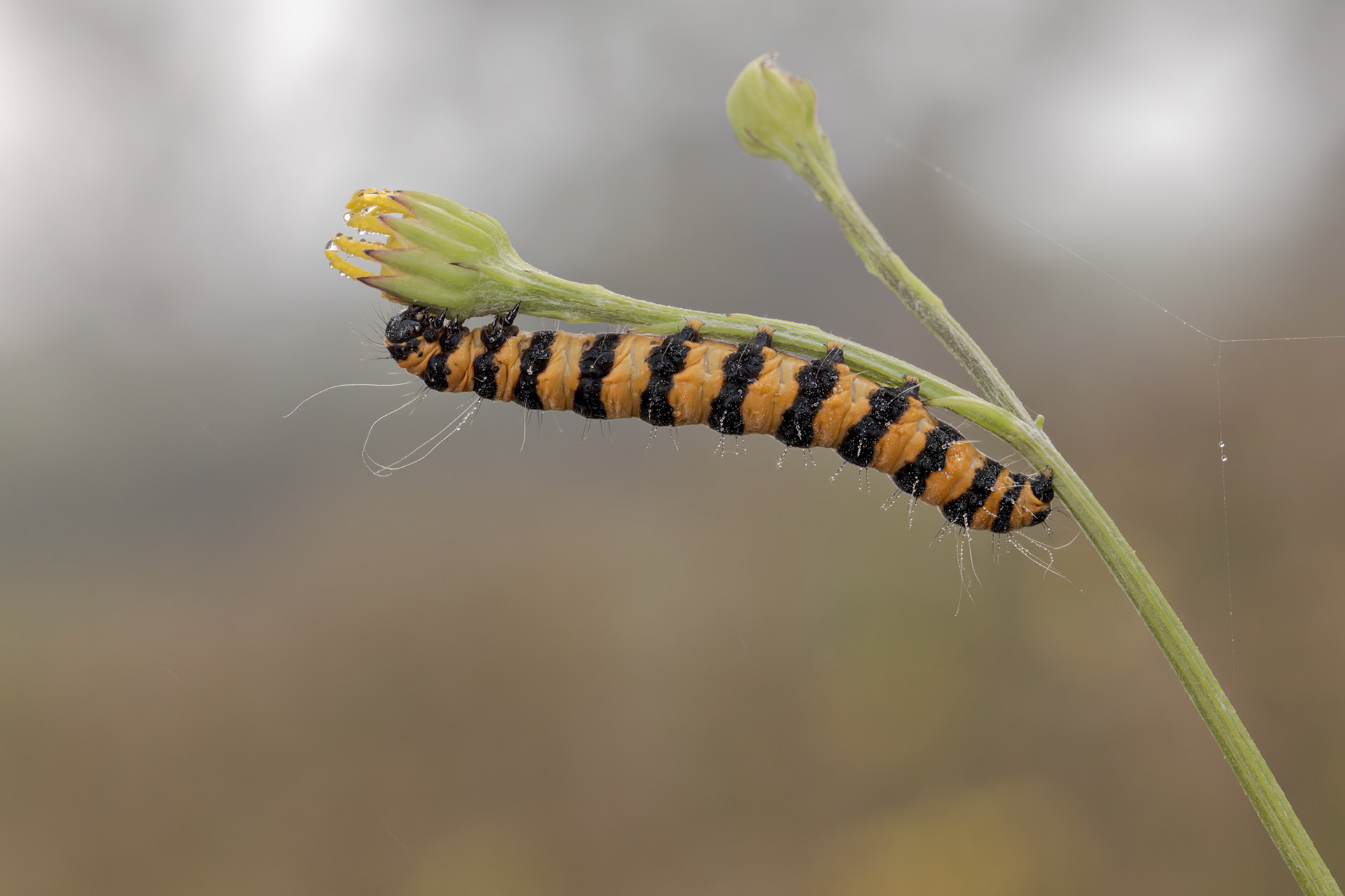 Cinnabar Moth (Tyria jacobaeae)