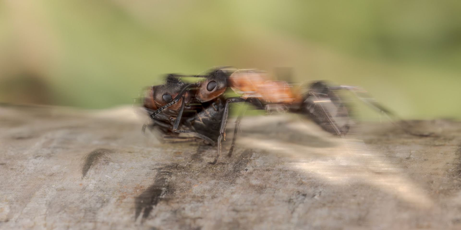 Southern Wood Ant (Formica rufa)