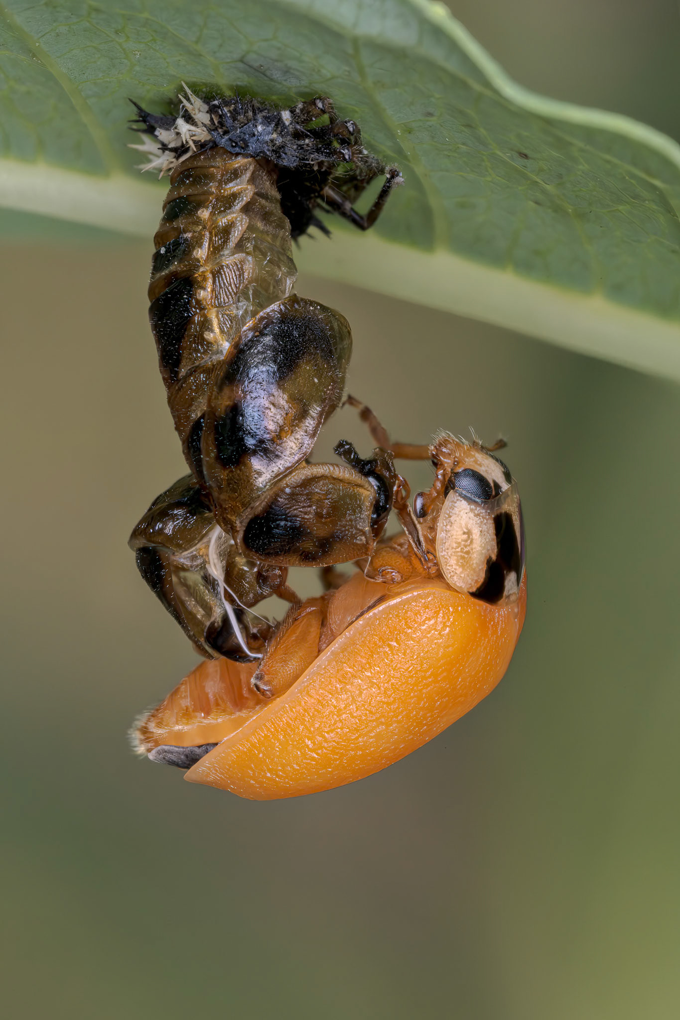 Harlequin Ladybird (Harmonia axyridis)