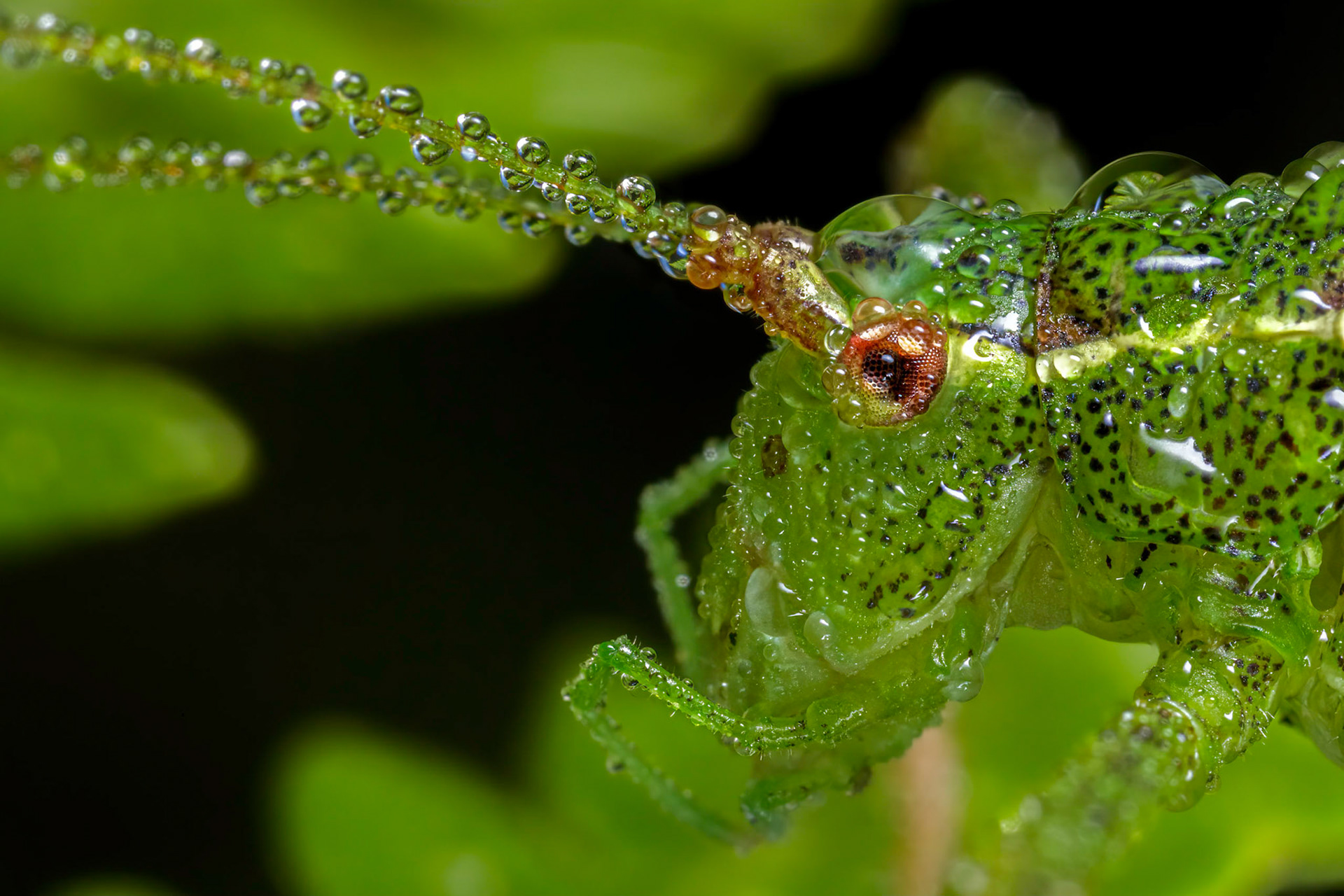 Speckled bush-cricket (Leptophyes punctatissima)