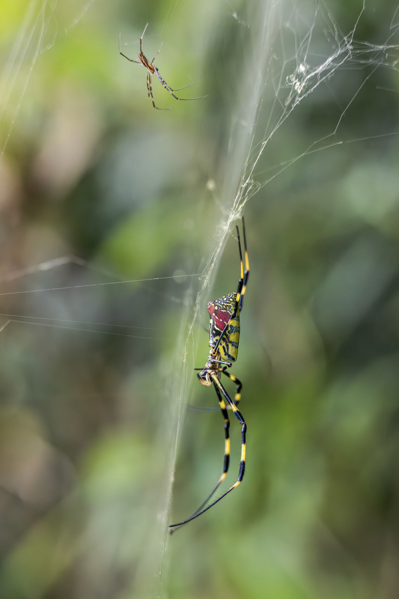 Joro-spider (Trichonephila clavata)