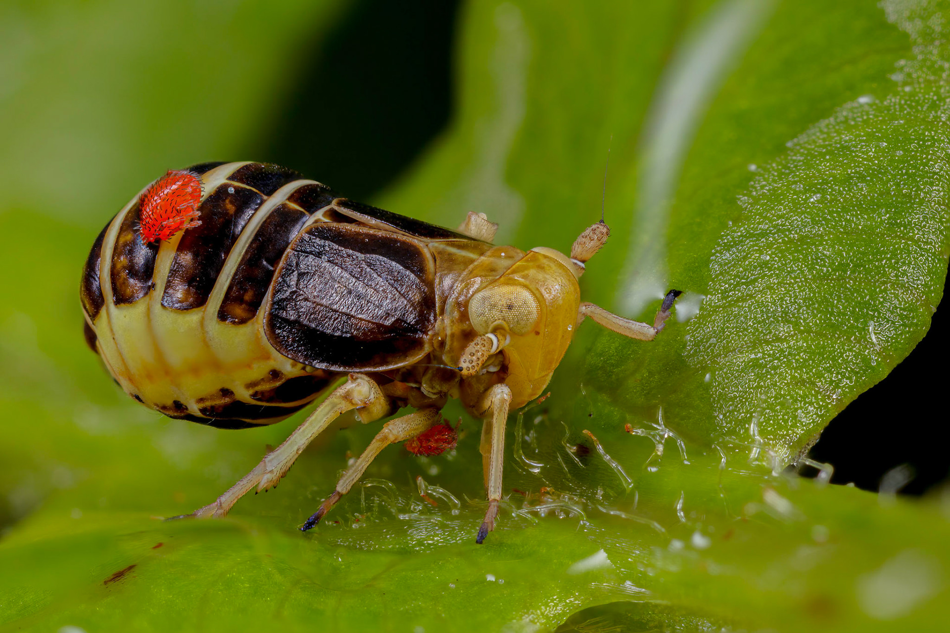 Planthopper (Ditropis pteridis)