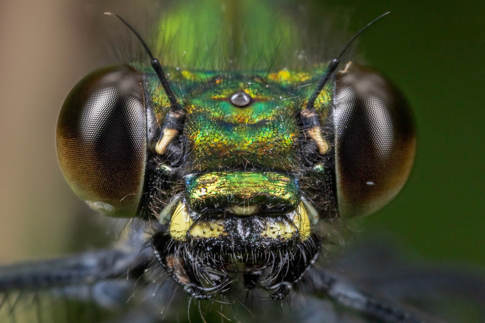 Beautiful Demoiselle