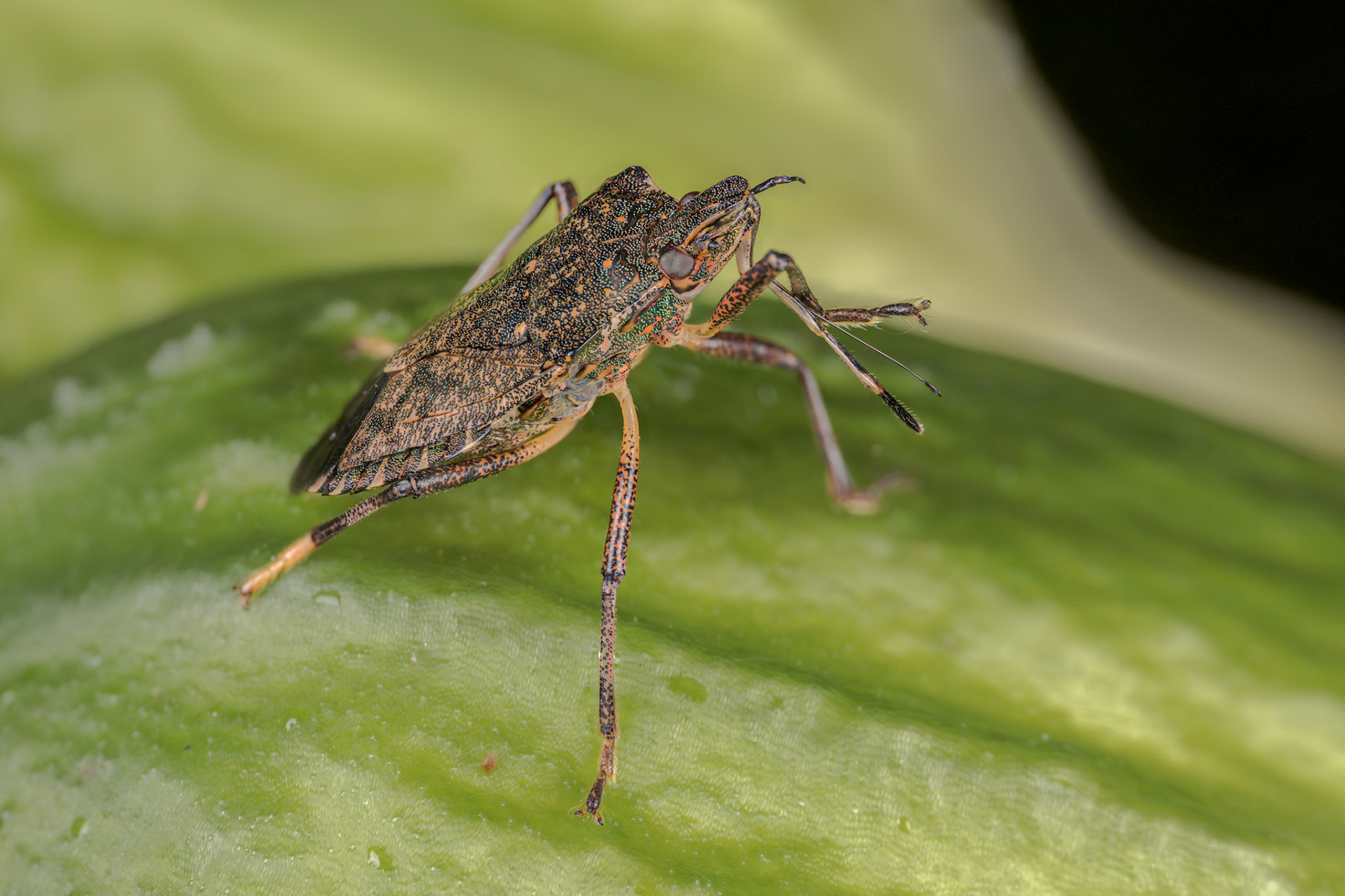 Brown Marmorated Stink Bug (Halyomorpha halys)
