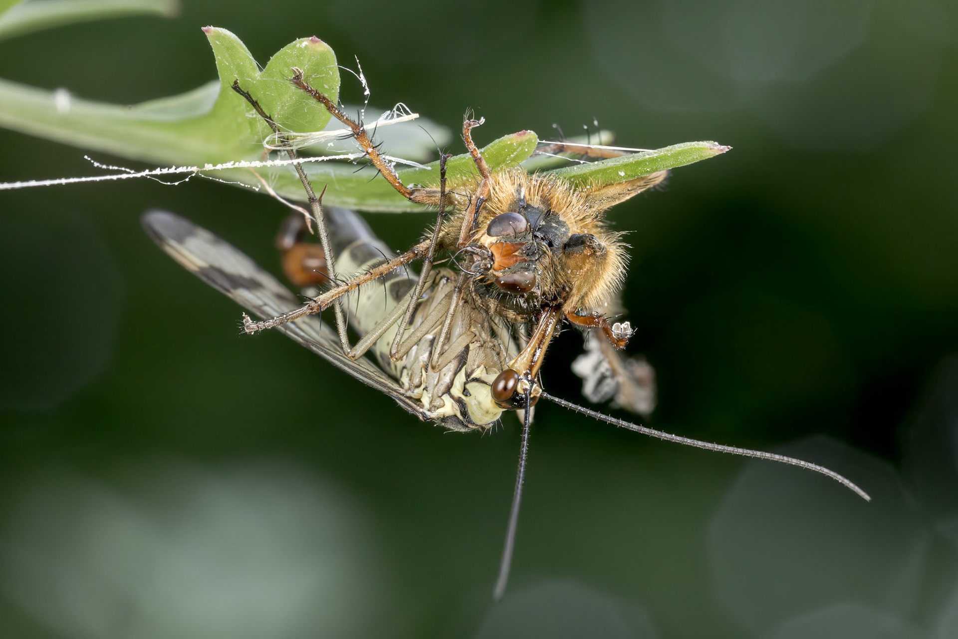 Scorpion Fly (Panorpa communis)