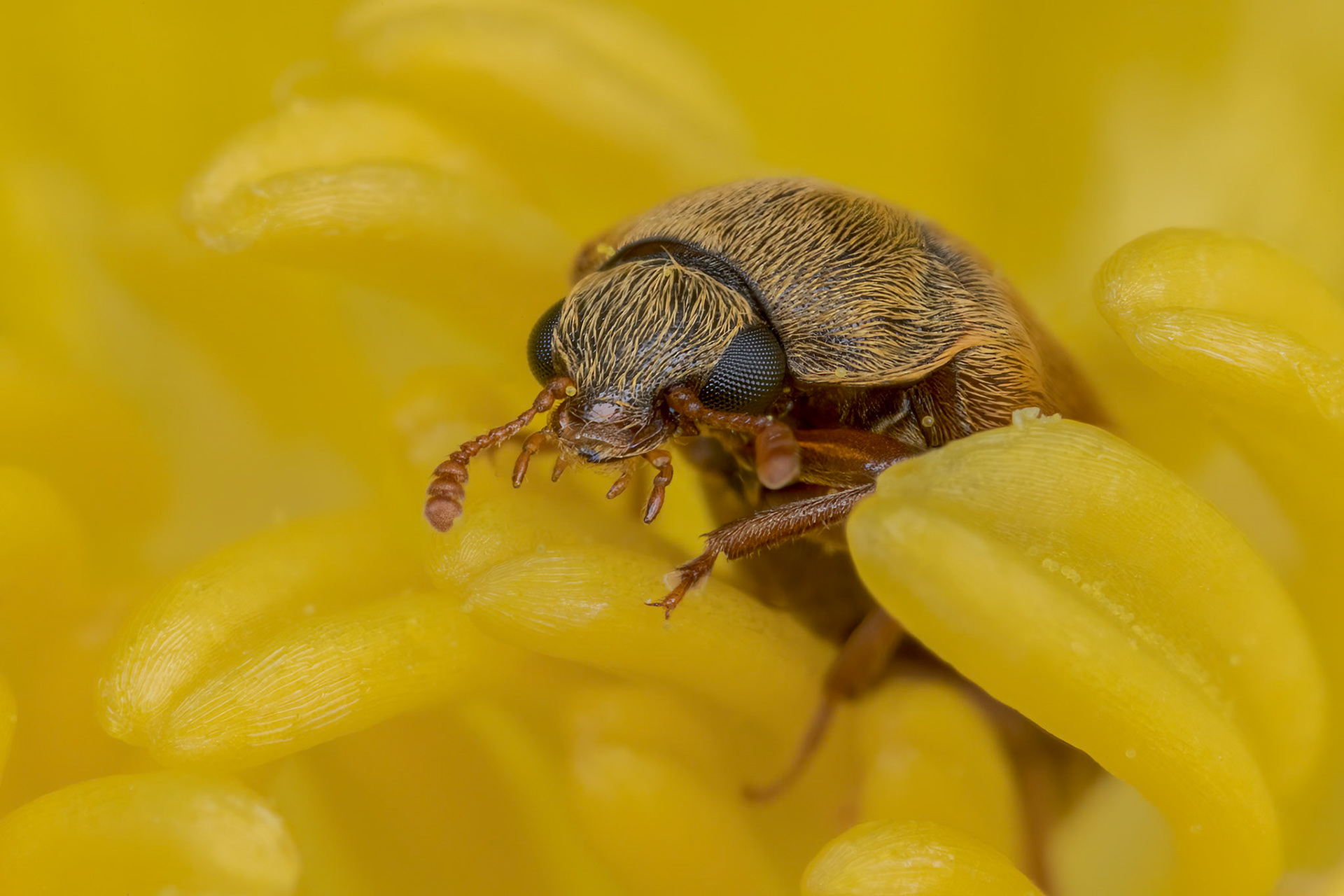 Byturus ochraceus or Raspberry Beetle - Byturus tomentosus