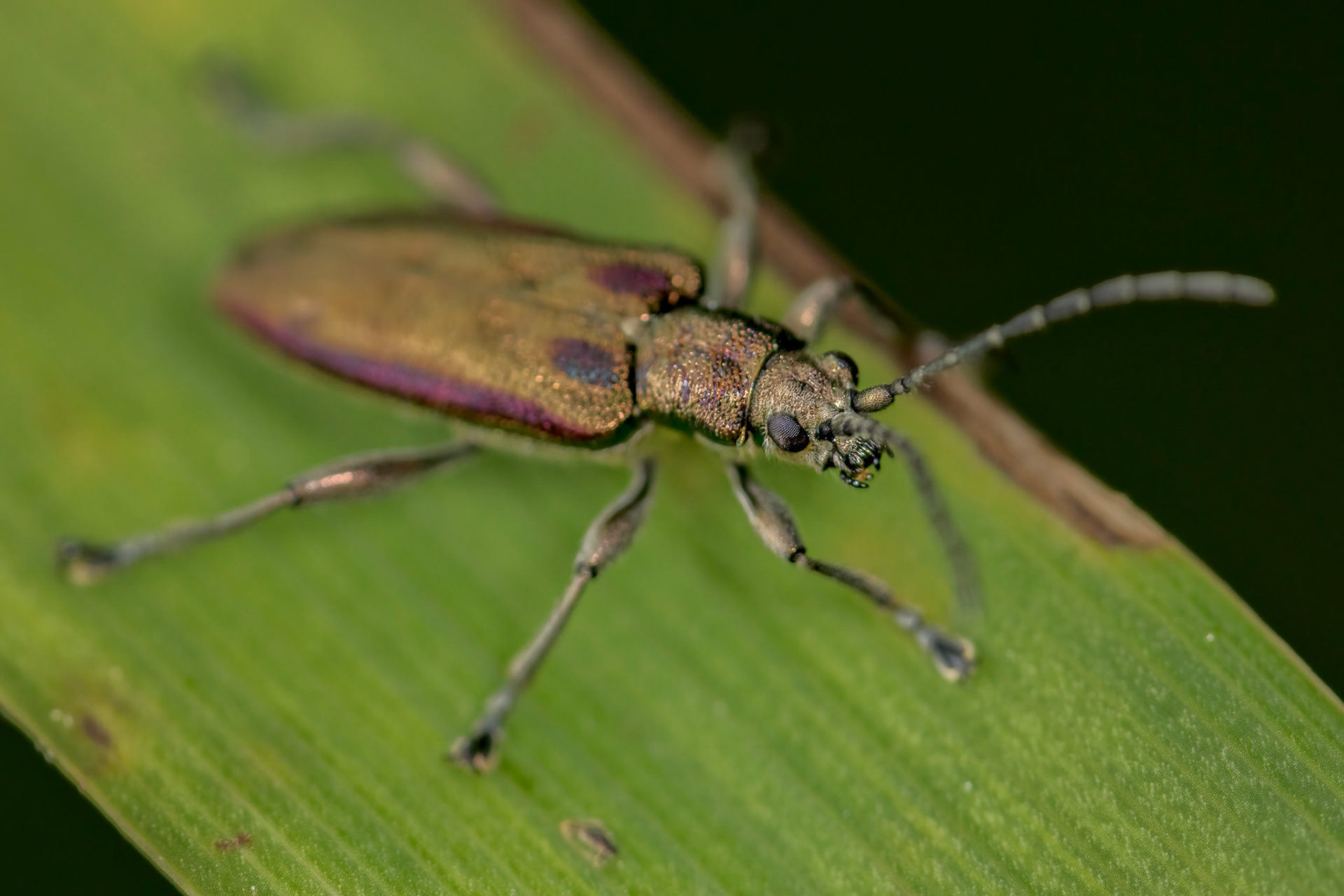 Reed Beetle (Donacia)